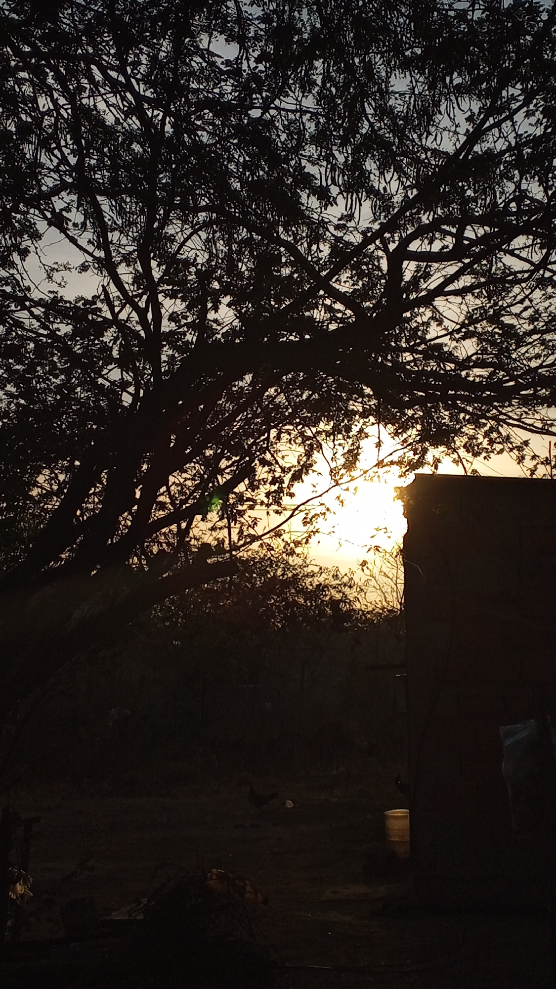 Dramatic tree silhouette captured during golden hour lighting