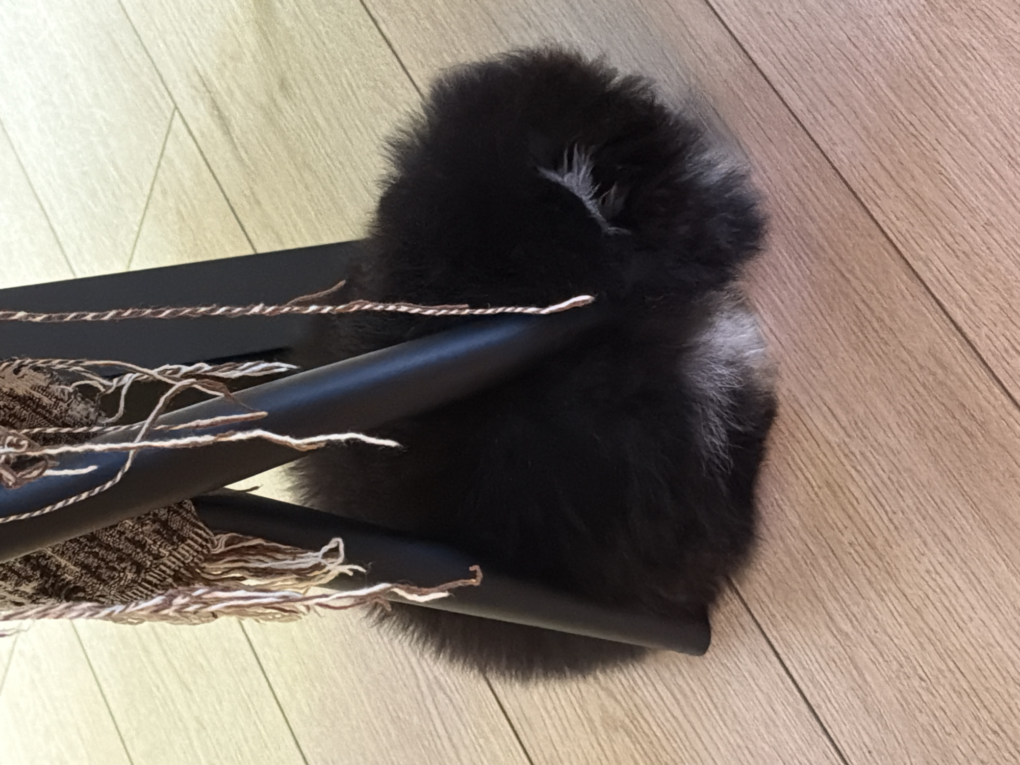 Pomeranian puppy and morning electrolyte drink captured in Bulgaria home