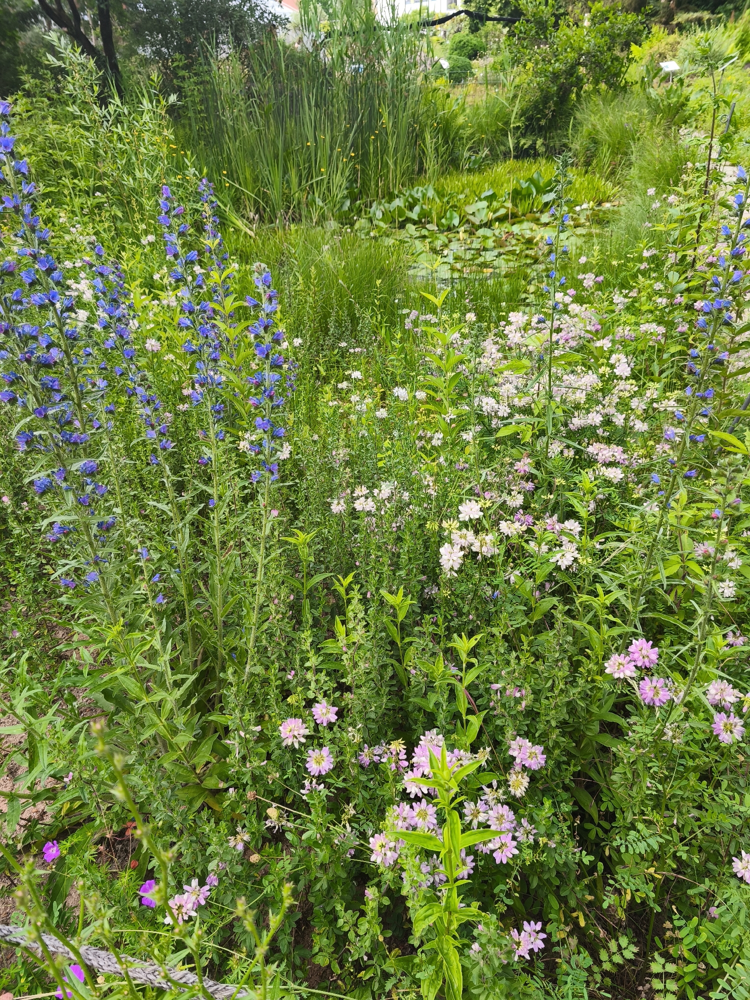 Erlangen's Orangerie park in full summer bloom