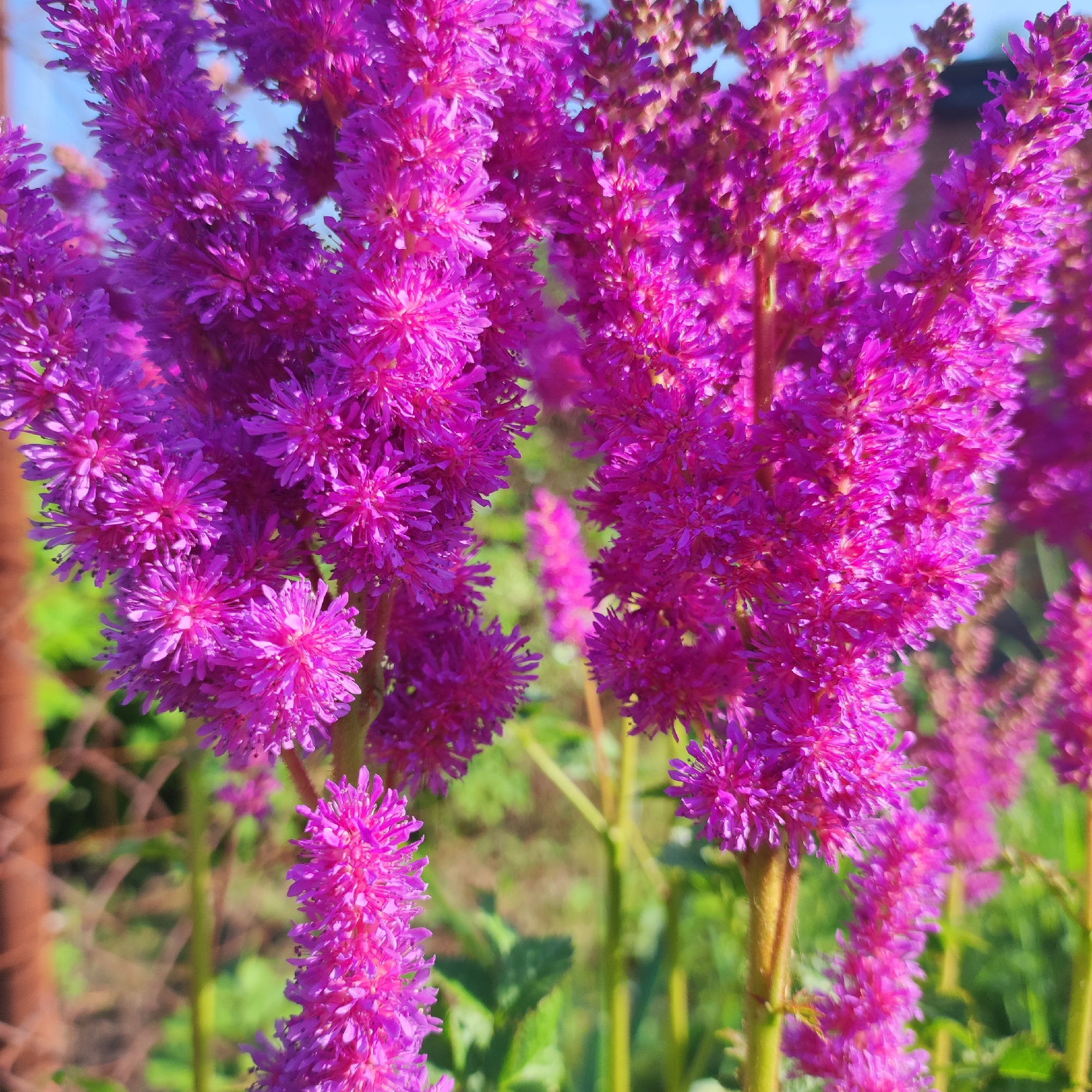 Summer garden flowers in close-up, Navoloki, Russia