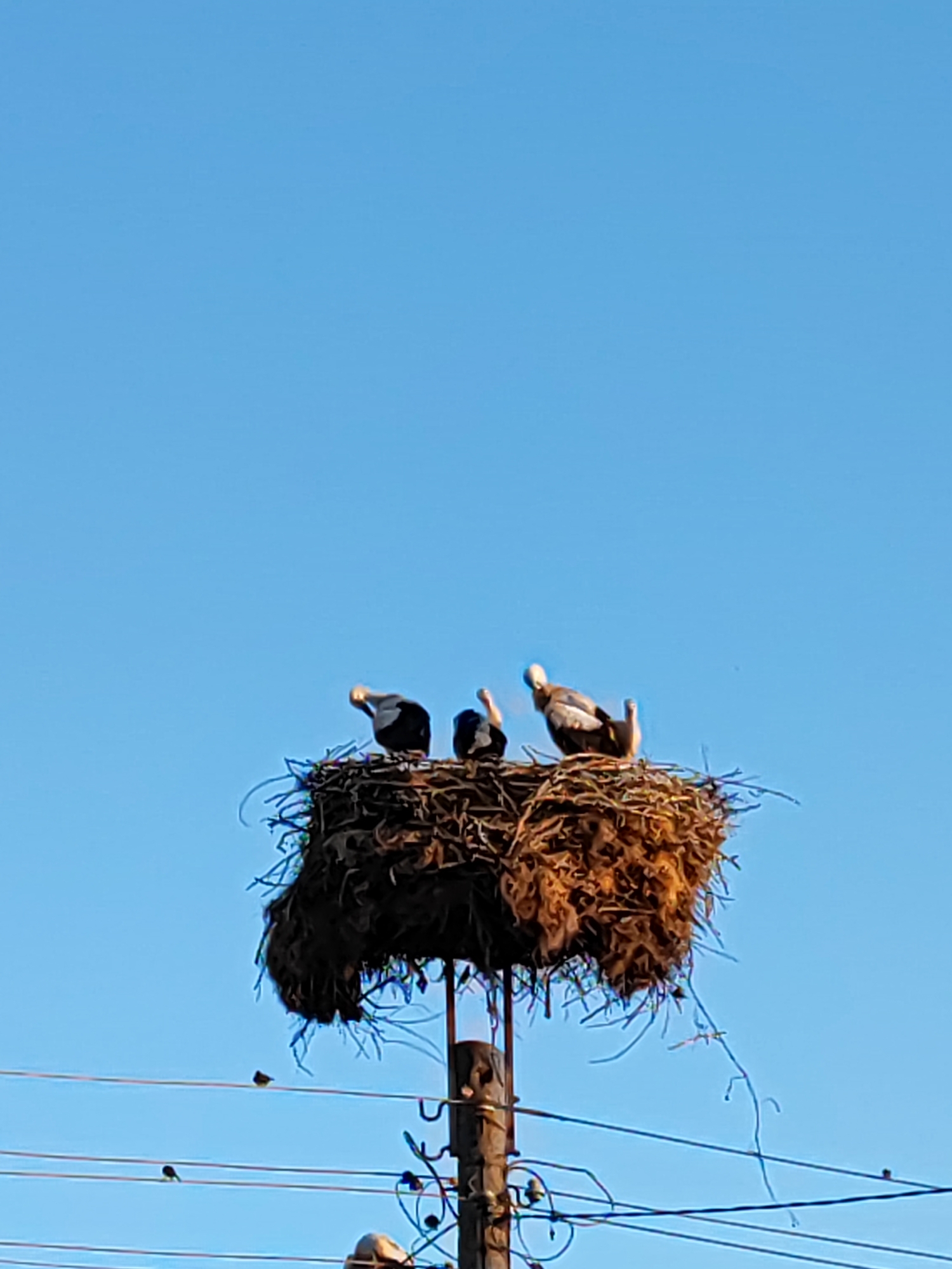 Three storks settle into a utility pole nest in rural Bulgaria