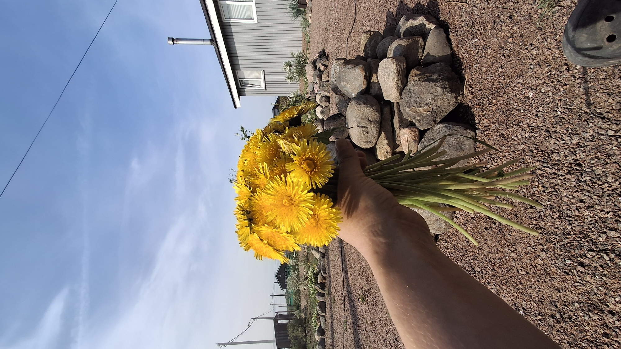 Woman gardens and gathers dandelions in Kempelevo, Russia