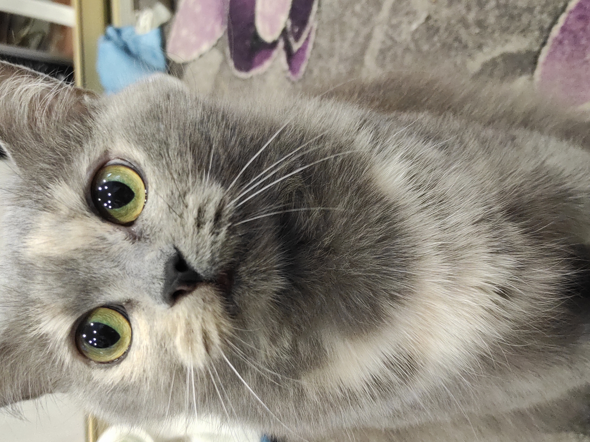 Young women take selfies with cats in Chaikovsky
