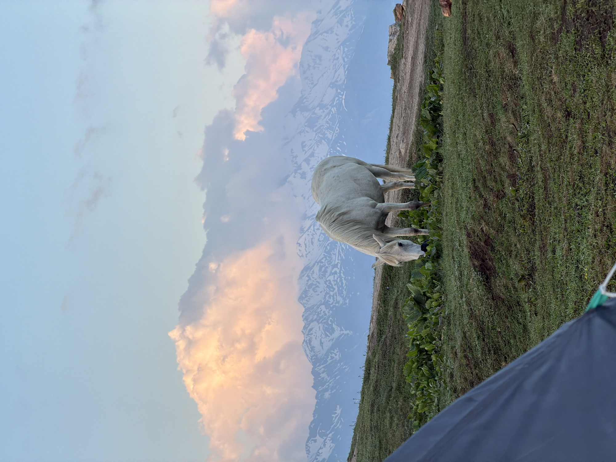 White horse grazing in a Mestia mountain meadow