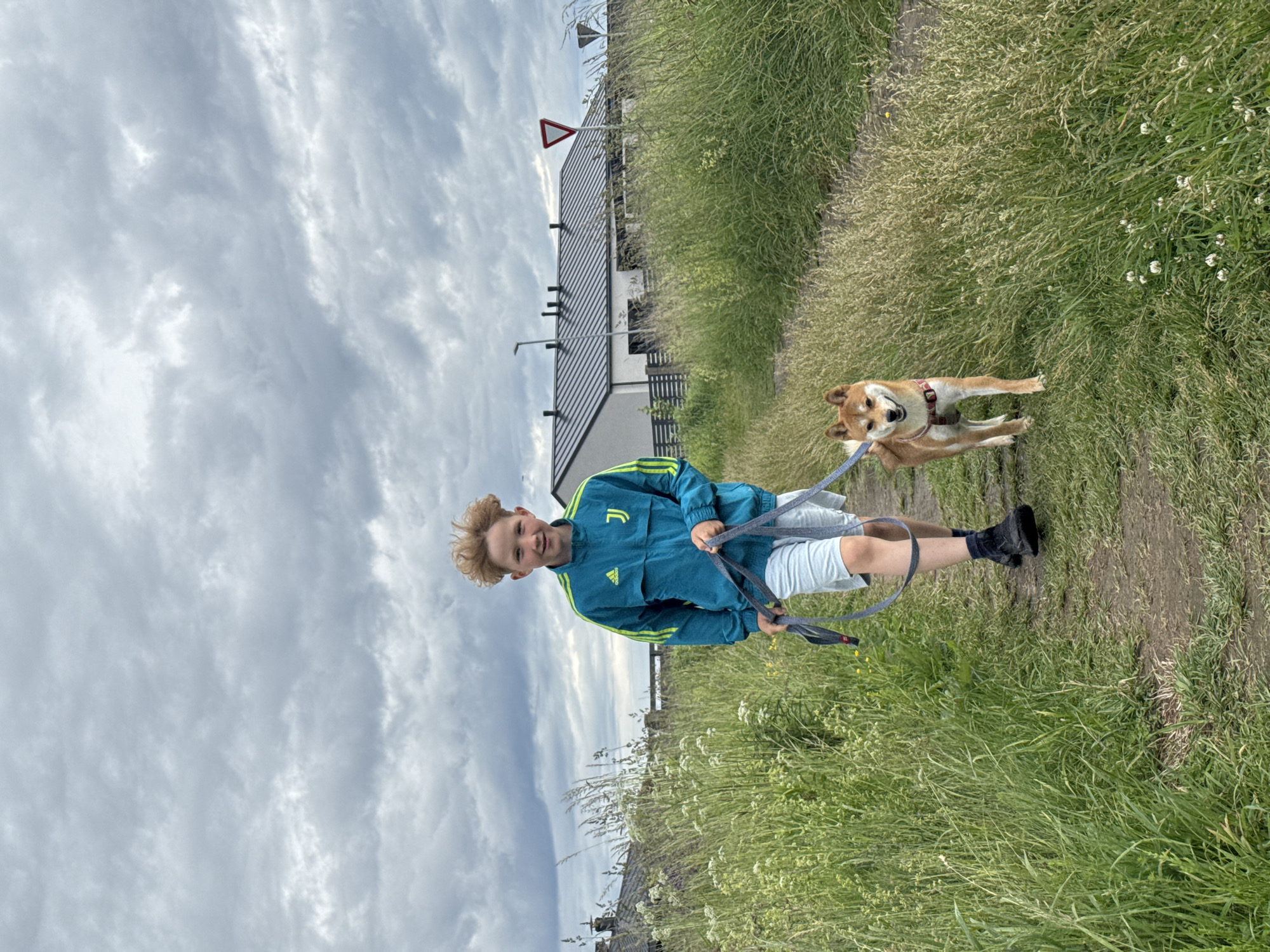 Afternoon walk with a Shiba Inu through blooming Carnikava countryside