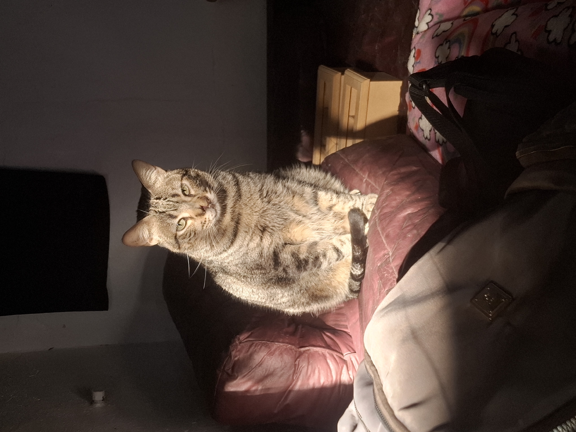 Tabby cat observed on couch in Wilde, Argentina