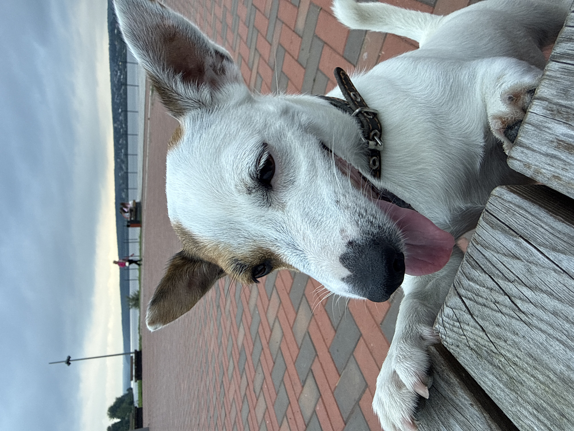 Jack Russell Terrier explores Lysva's riverside promenade
