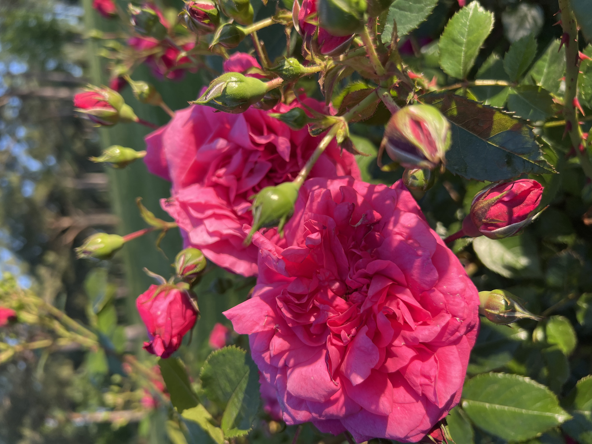 Spring roses bloom in Krasnodar park gardens