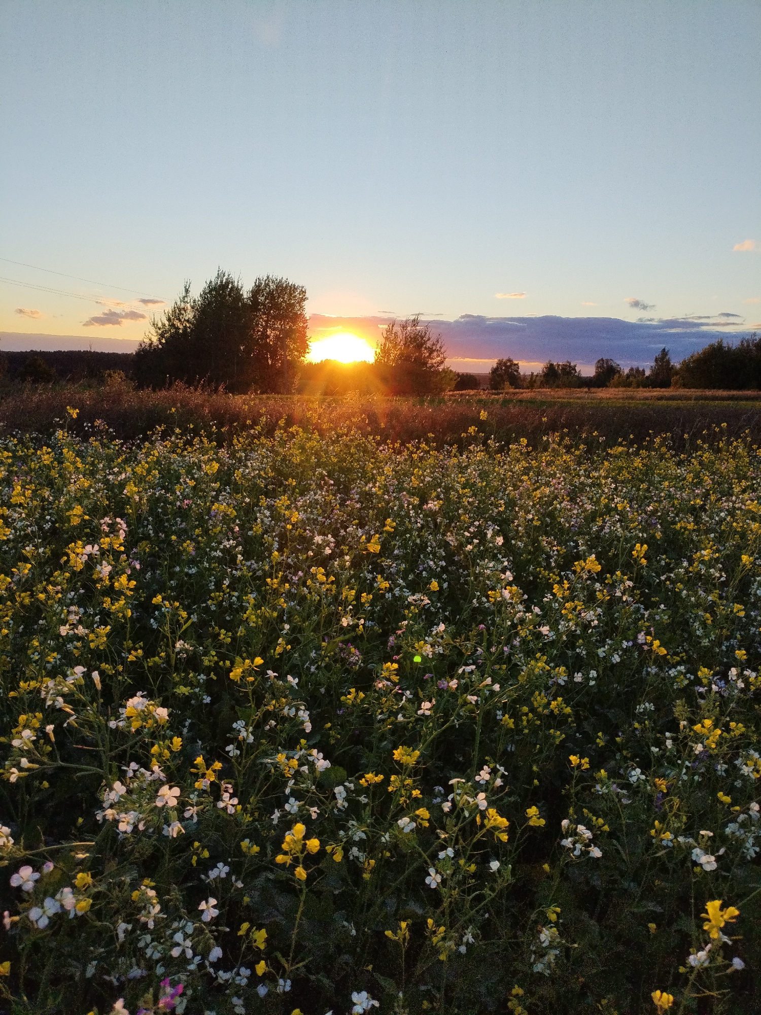 Wildflowers at golden hour, Bialynichy, Belarus