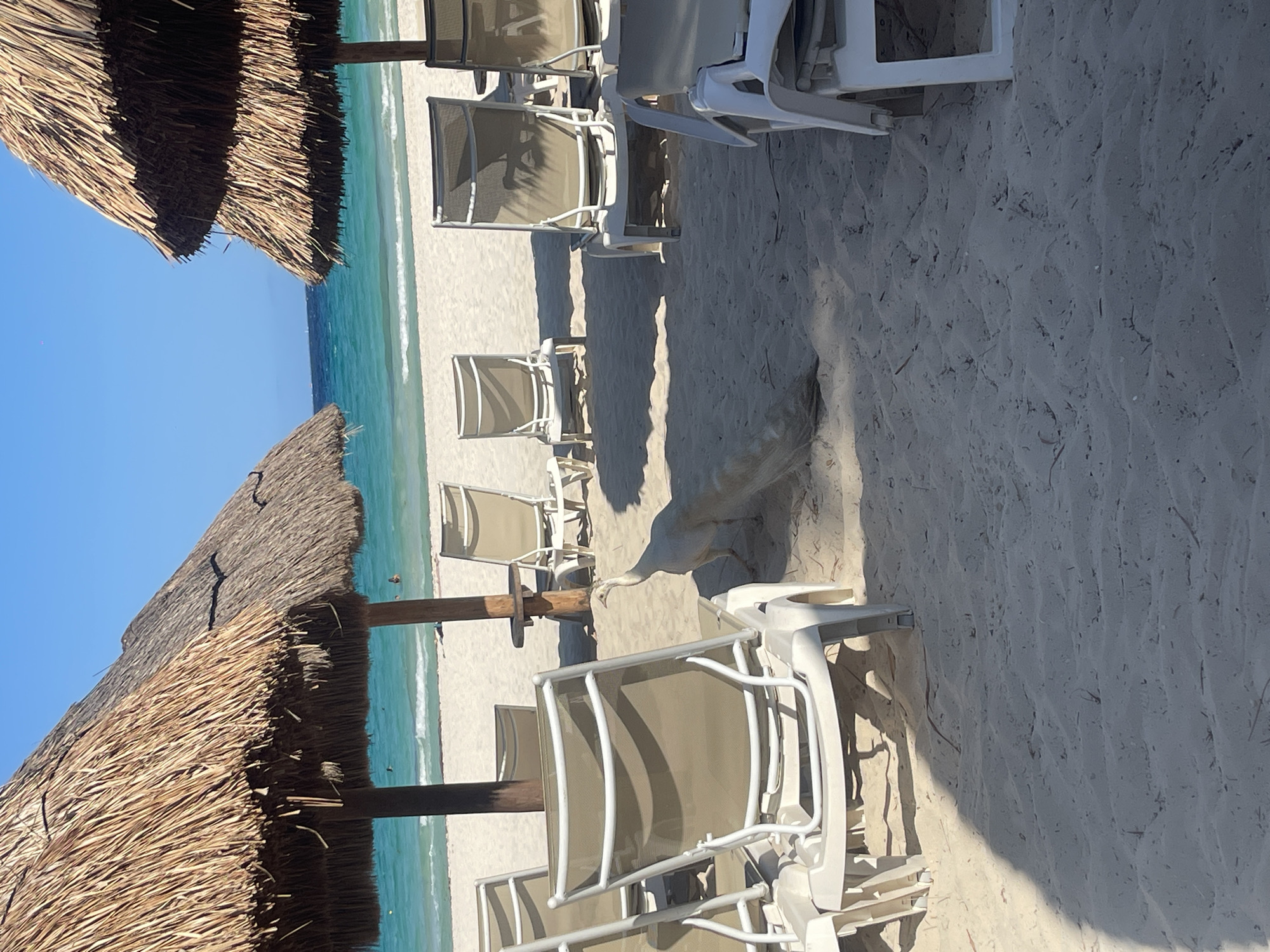 White peacock strolls through Playa del Carmen beach chairs