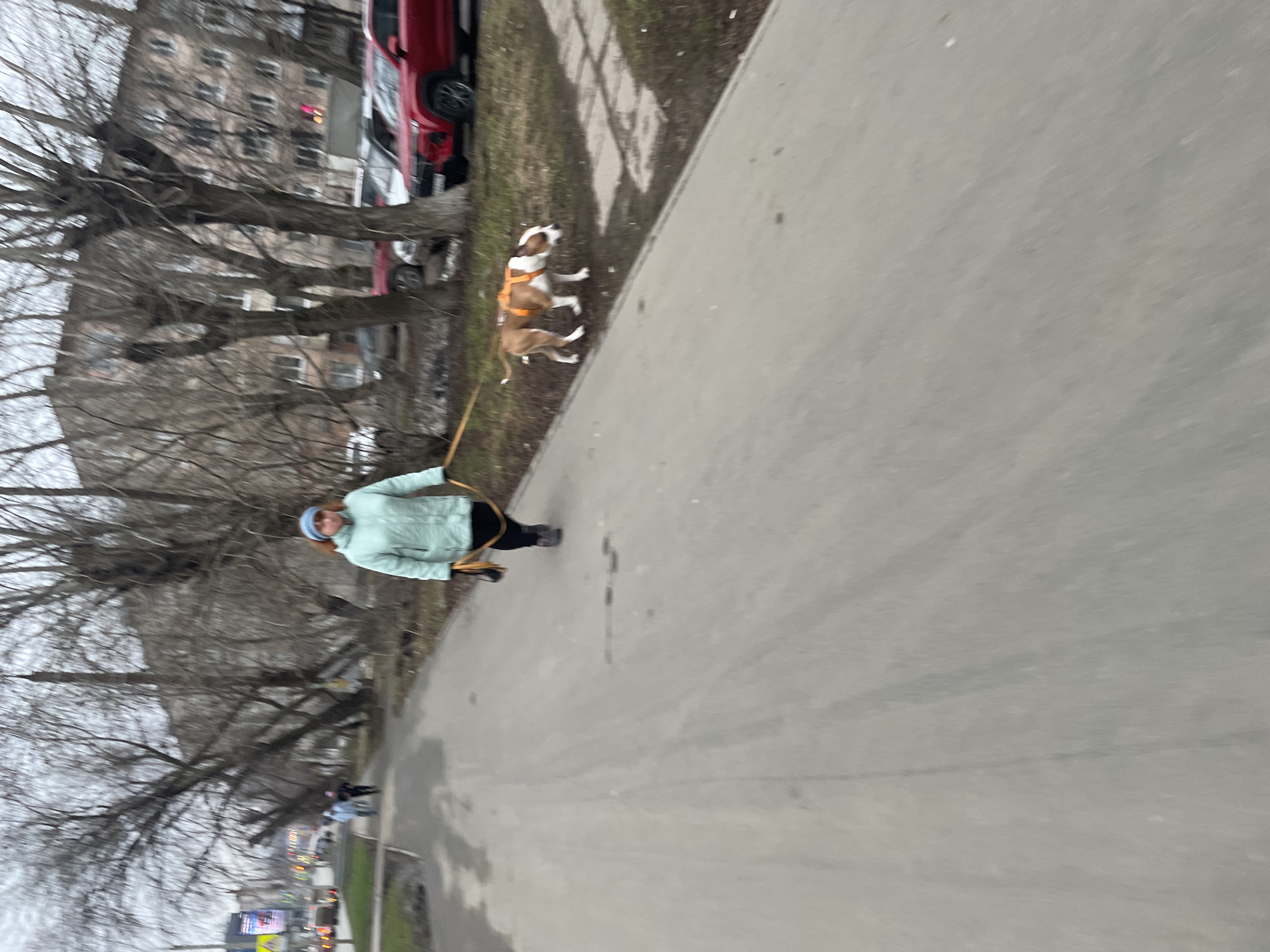 Woman walks harnessed dog on sidewalk in Izhevsk