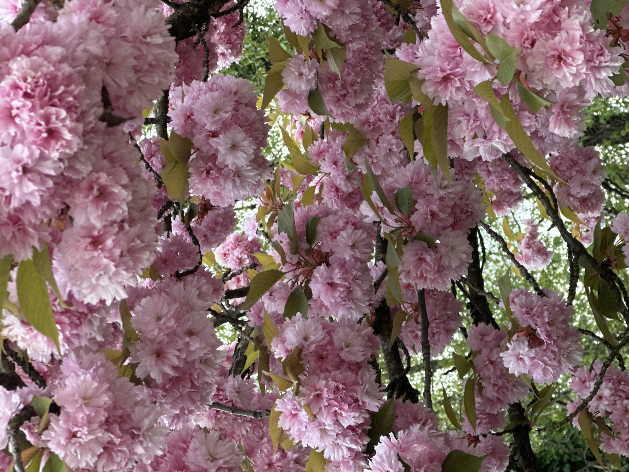 Cherry blossoms peak in Coquitlam street scenes