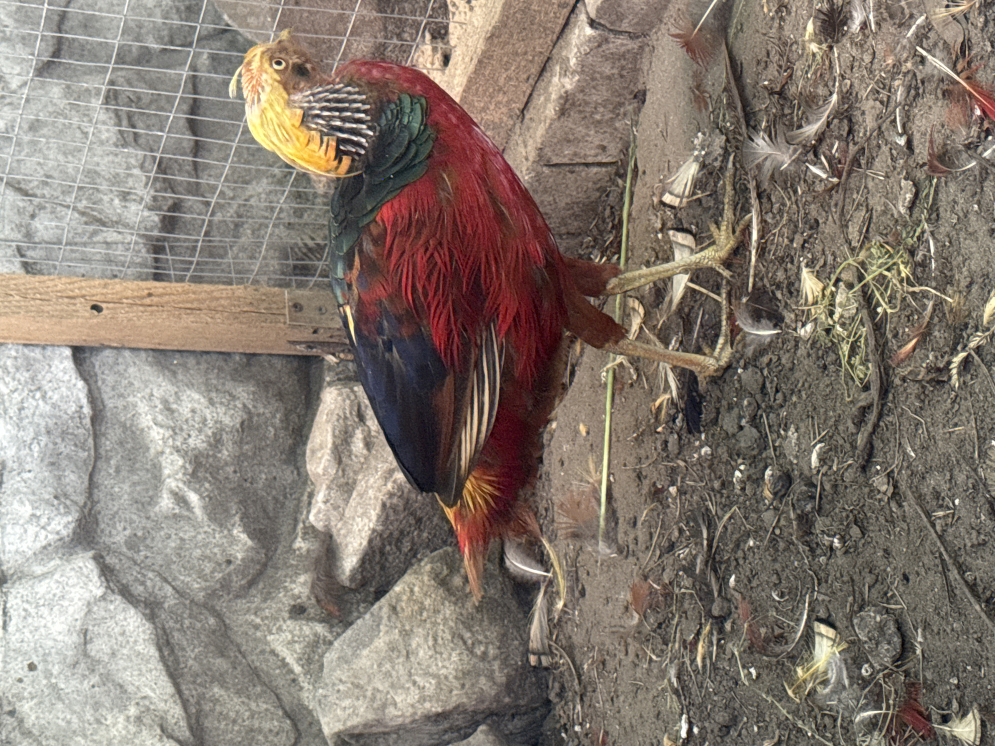 Golden pheasant and chick at a small enclosure in Heniivka