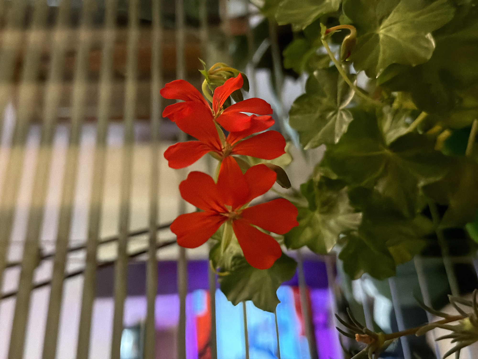 Cozy home corners, plants, and string lights in Lovech