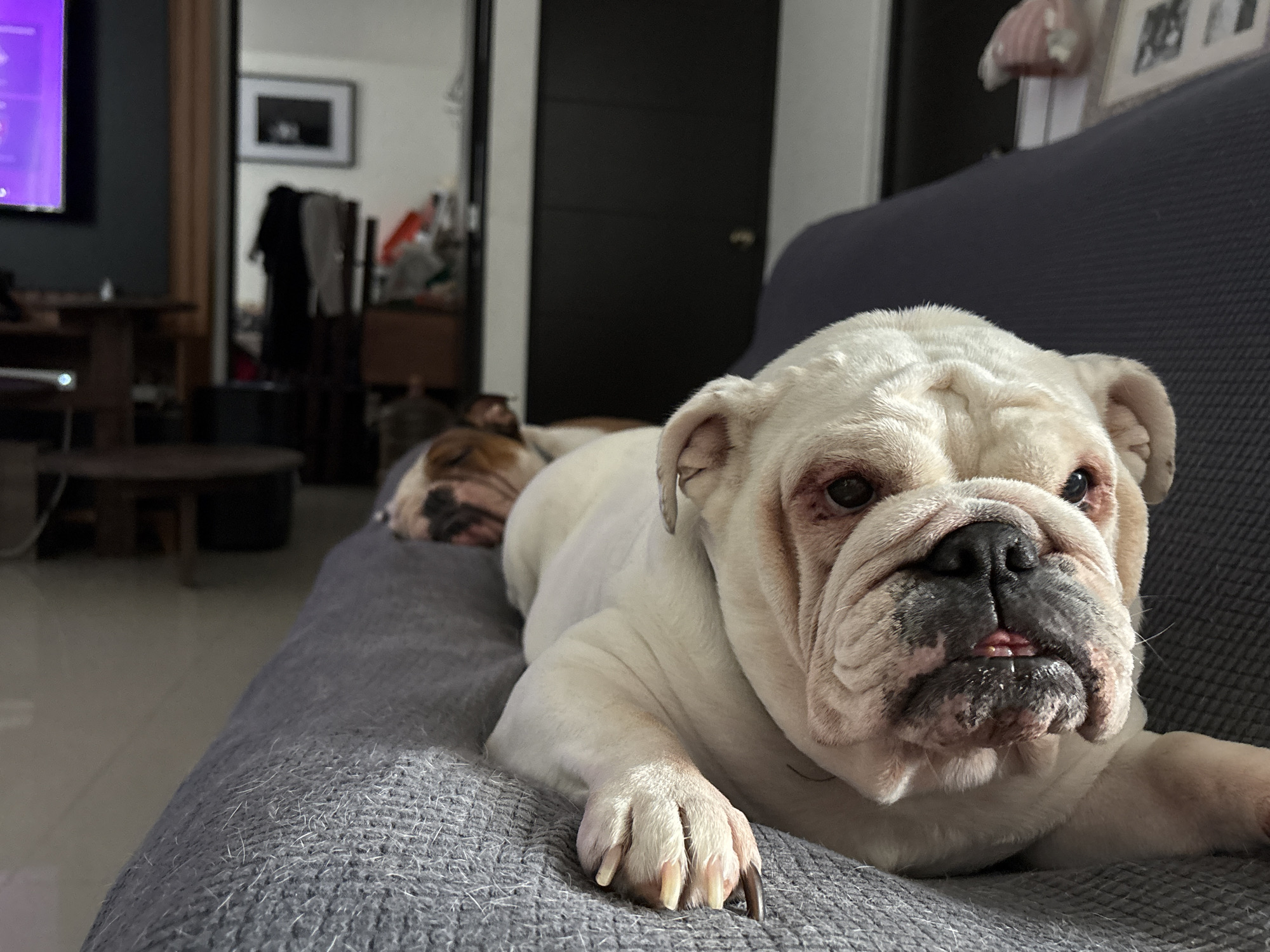 Couch bulldog and sauced flatbread, chill Mexico City evening
