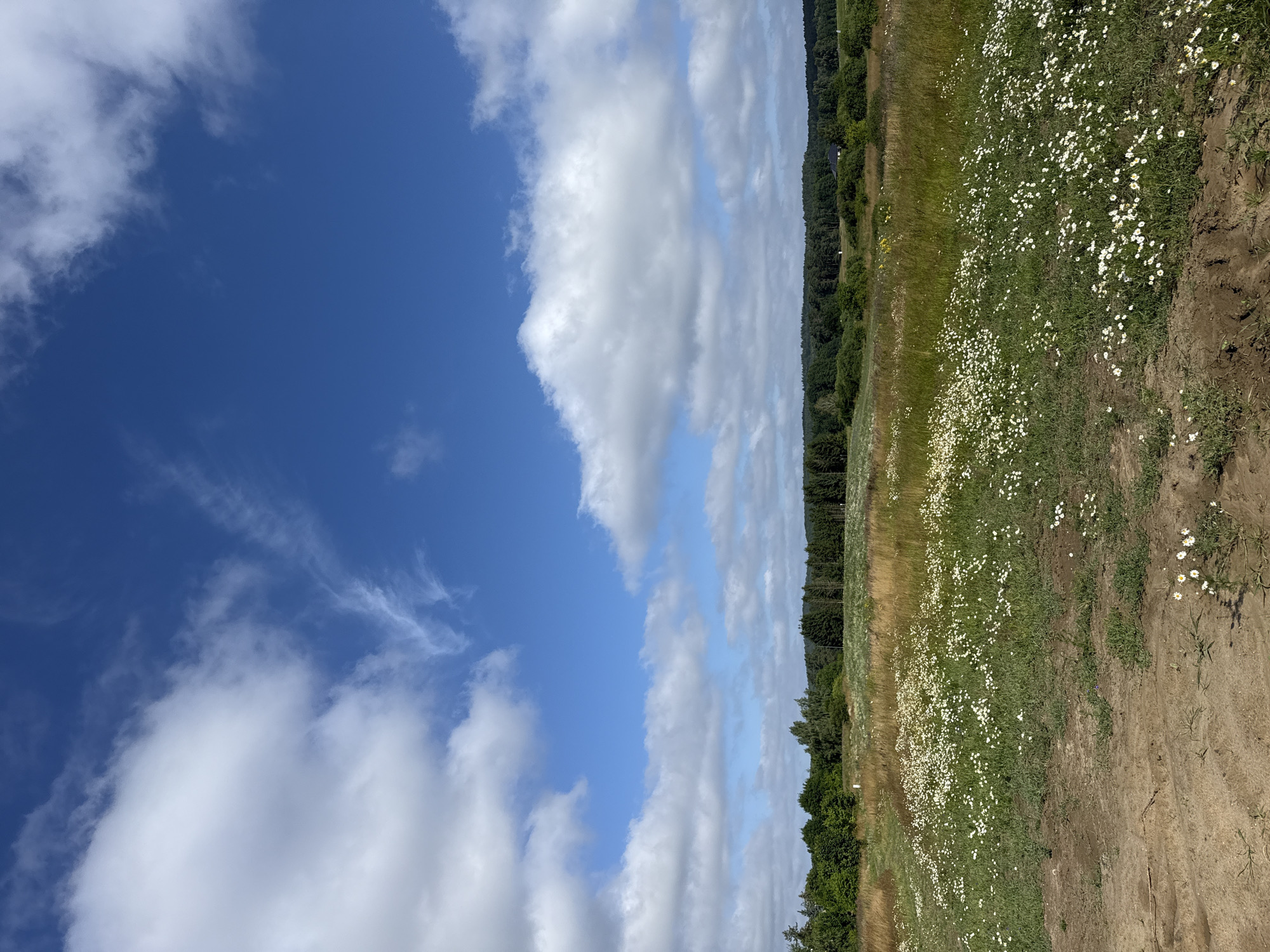 Wild daisies and chamomile blooming across a sandy meadow in Kołczewo