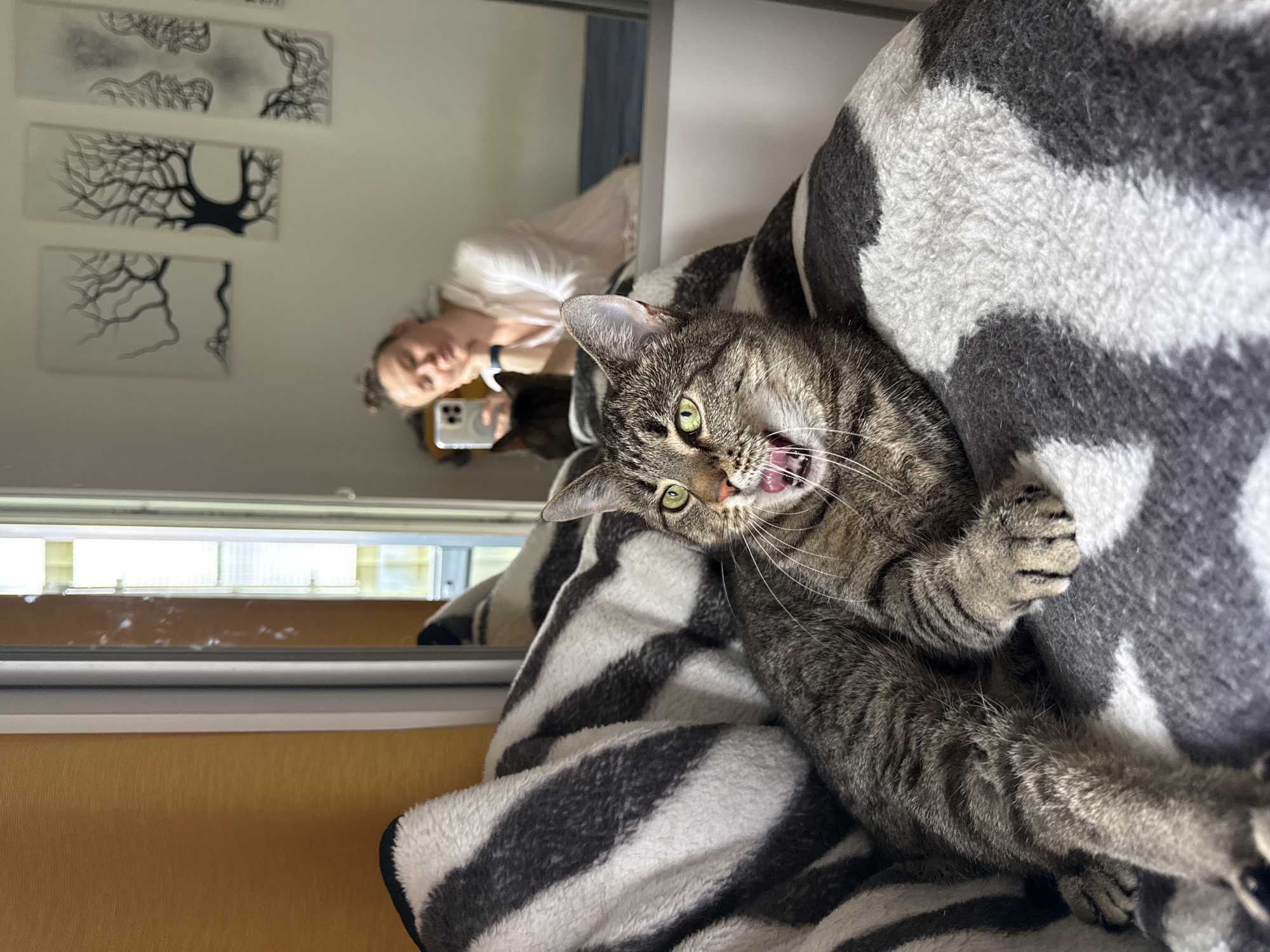 Morning domestic scenes: tabby cat and yoga routine in Saint Petersburg
