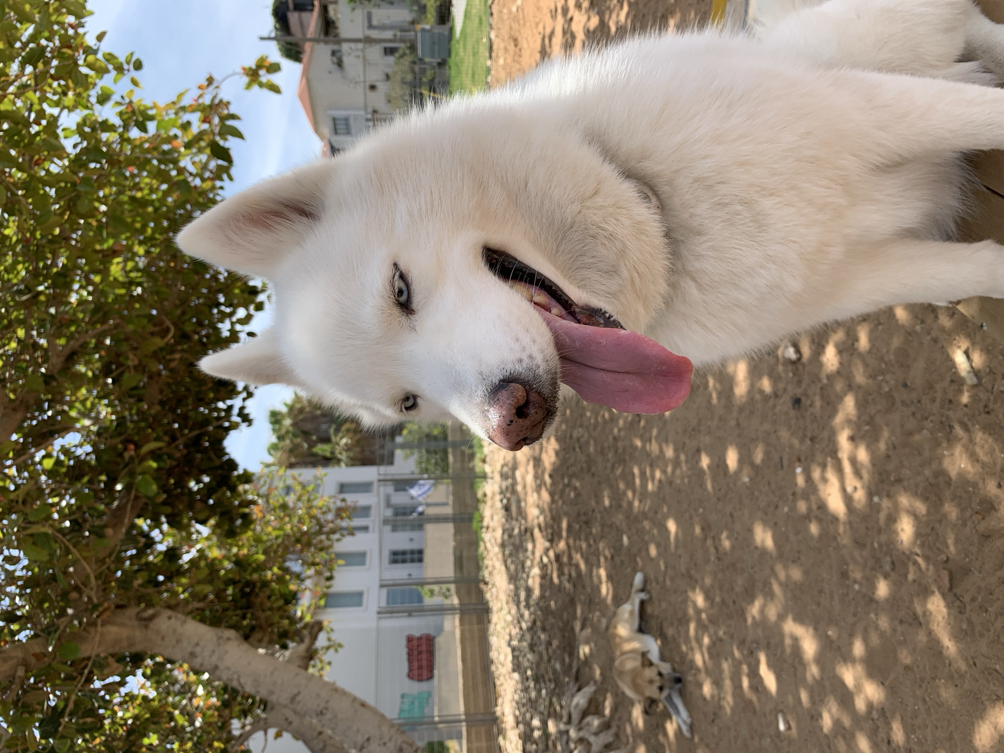 Dogs play in Tel-Aviv park on sunny morning