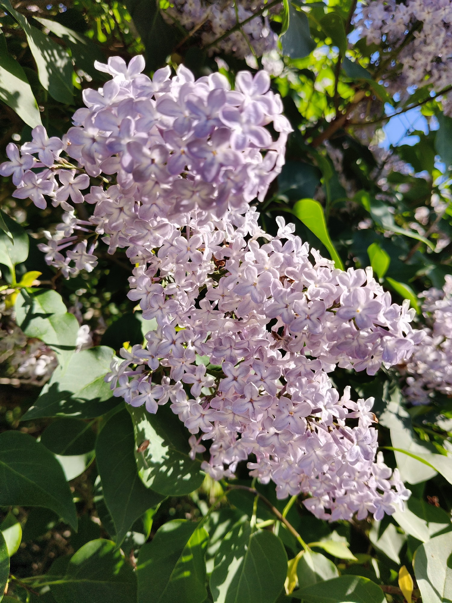 Spring flowers and domestic moments captured during afternoon observations