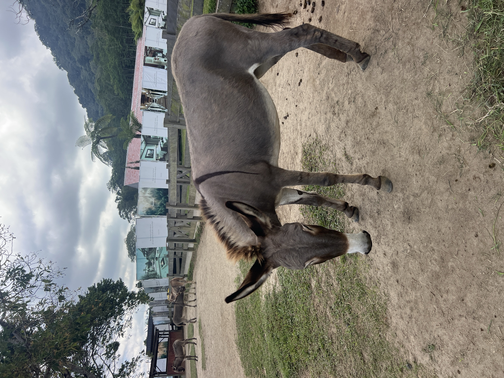Donkeys and a quirky statue at a Sukasada attraction