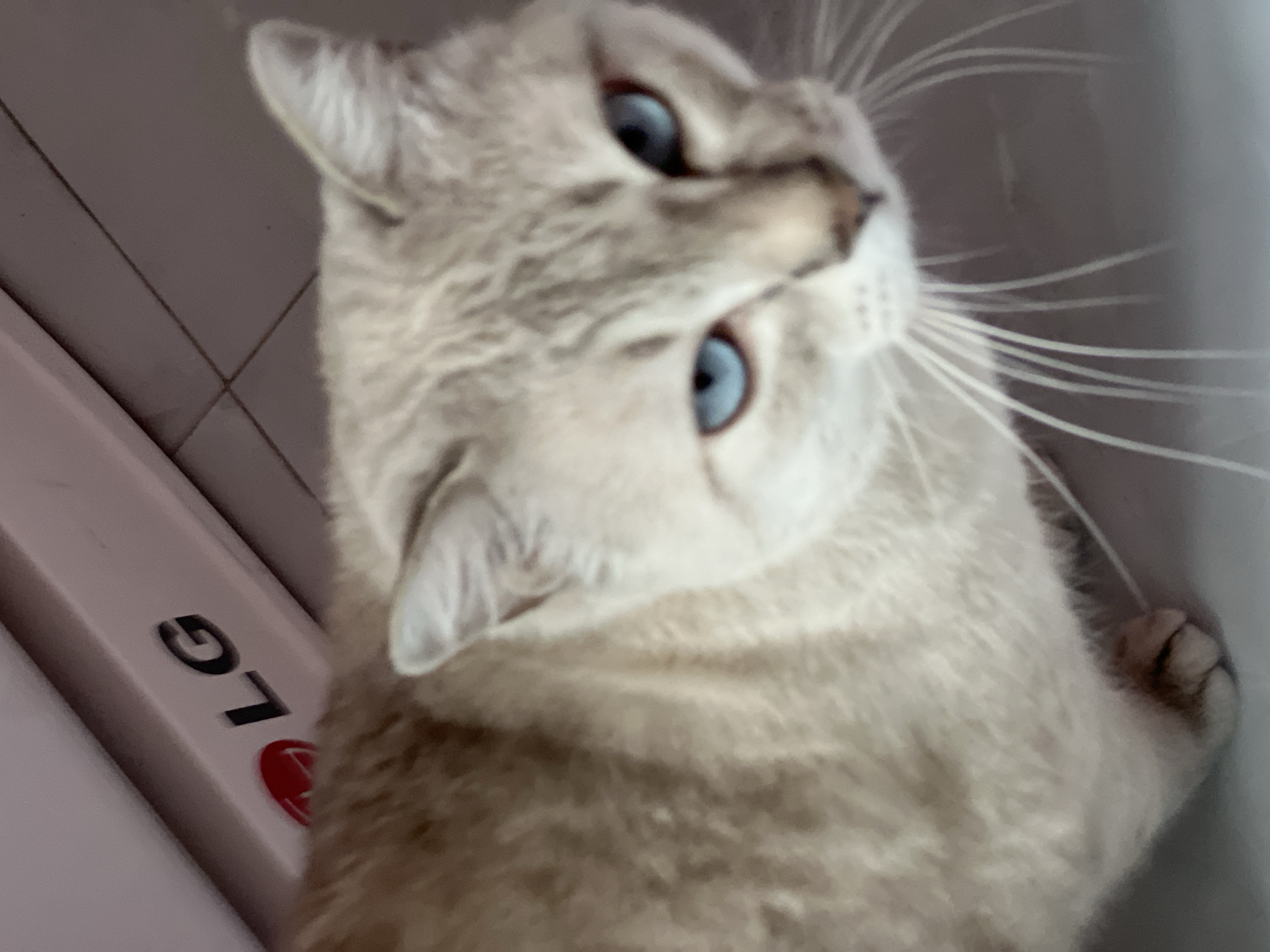 Blue-eyed cat documented in 11 memories over 8 minutes