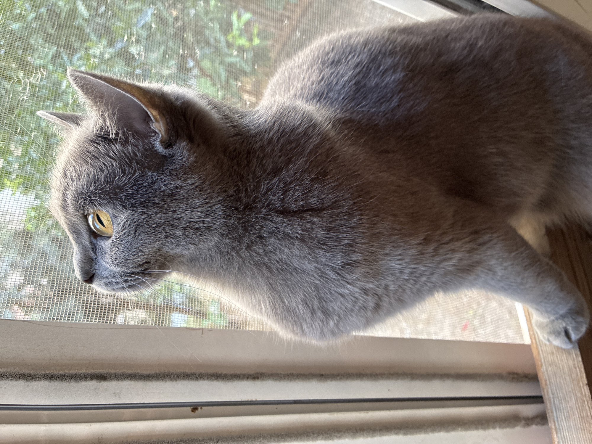 Gray cat on a windowsill in Alanya, watching the world outside.