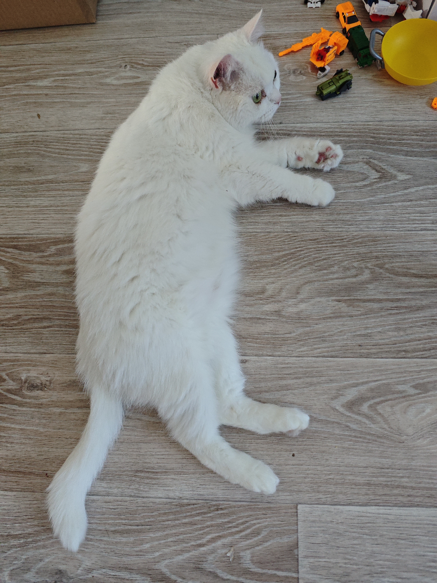 White cat relaxes on wooden floor in Markovskii