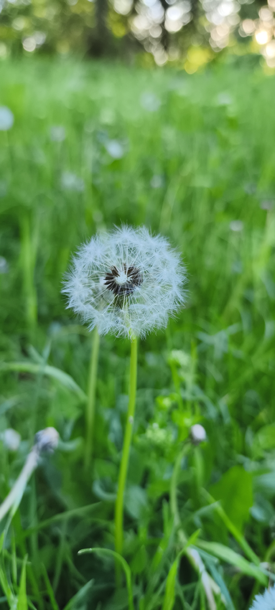 Spring flora documented across Tiraspol, Moldova in brief afternoon survey