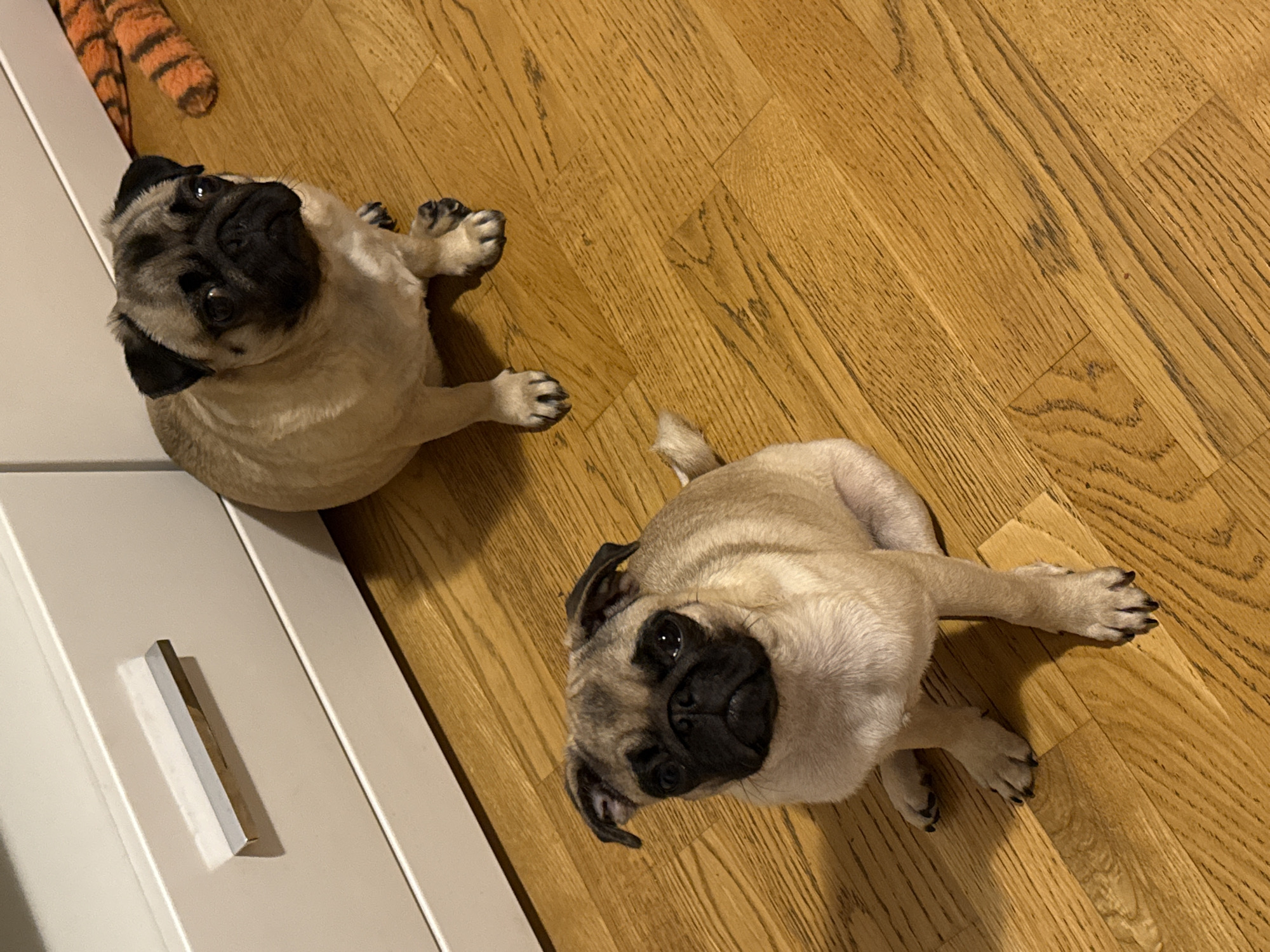 Pugs relaxing on plaid bedding captured in evening memories