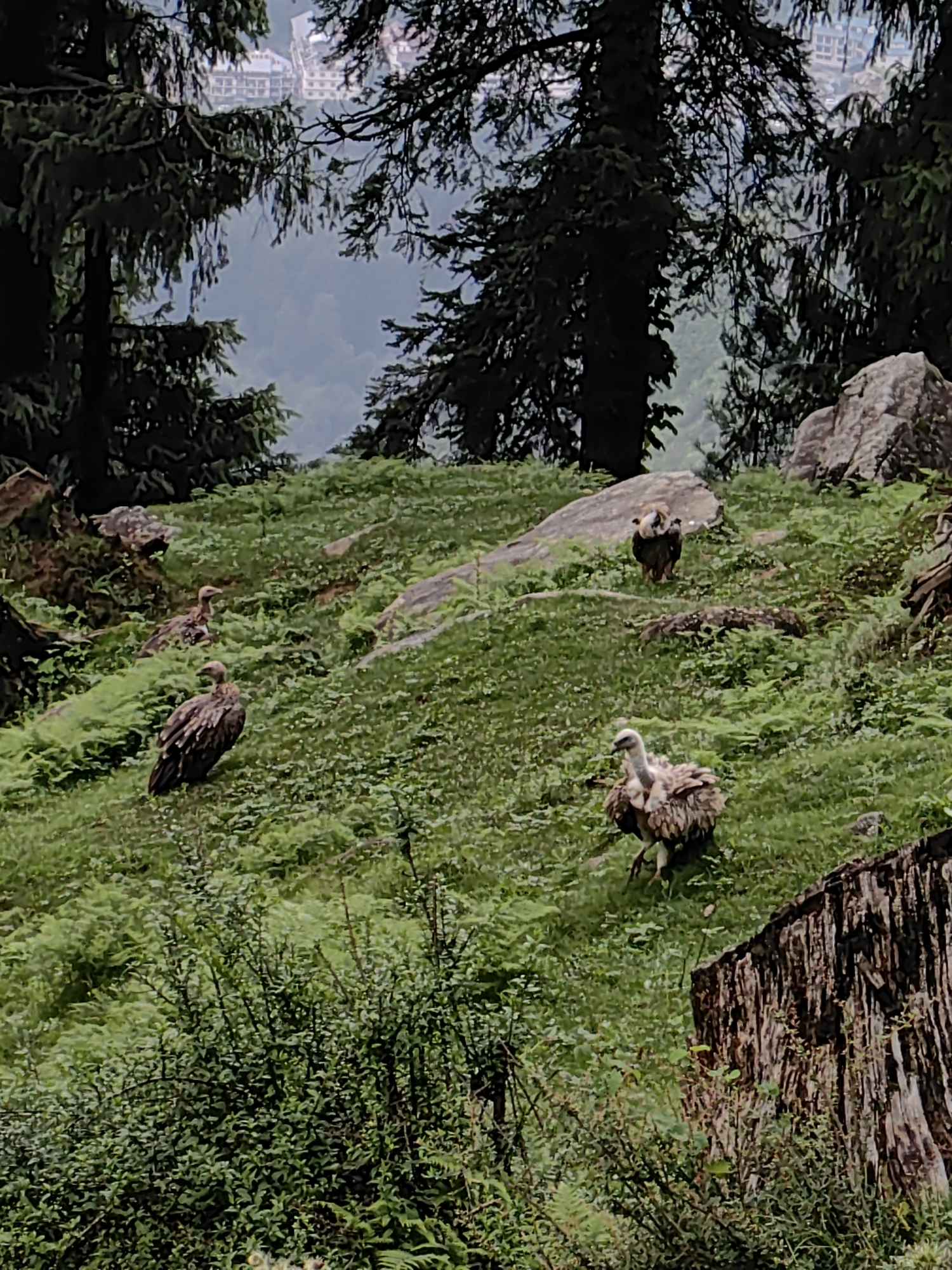 Chhyal, India