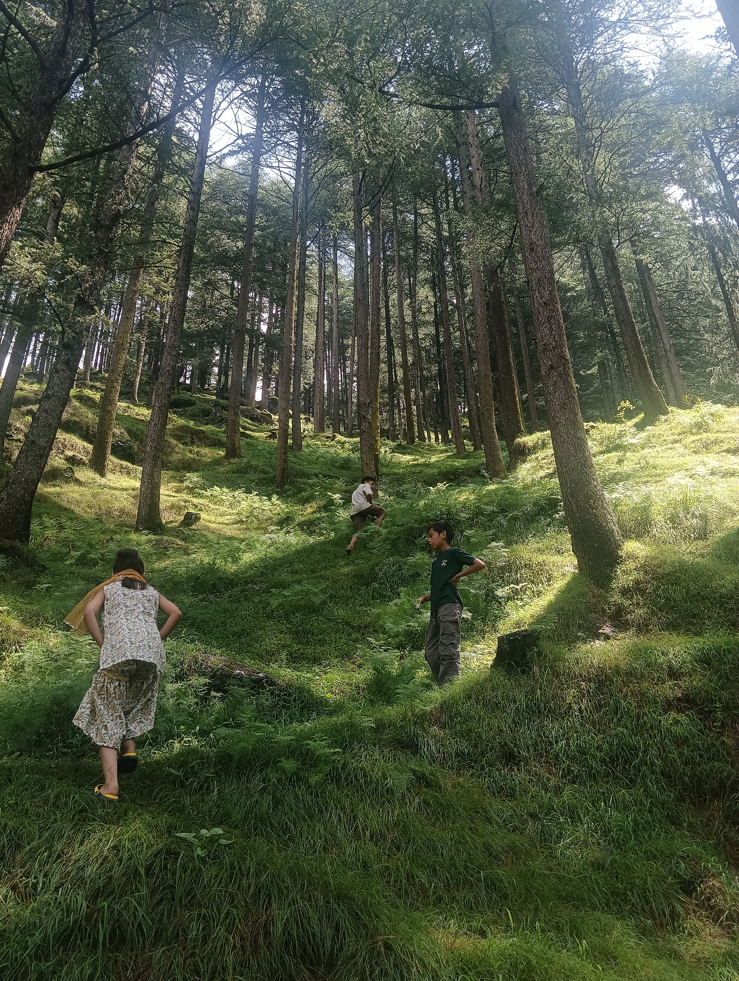 Afternoon in a pine forest on a grassy Khakhnal hillside