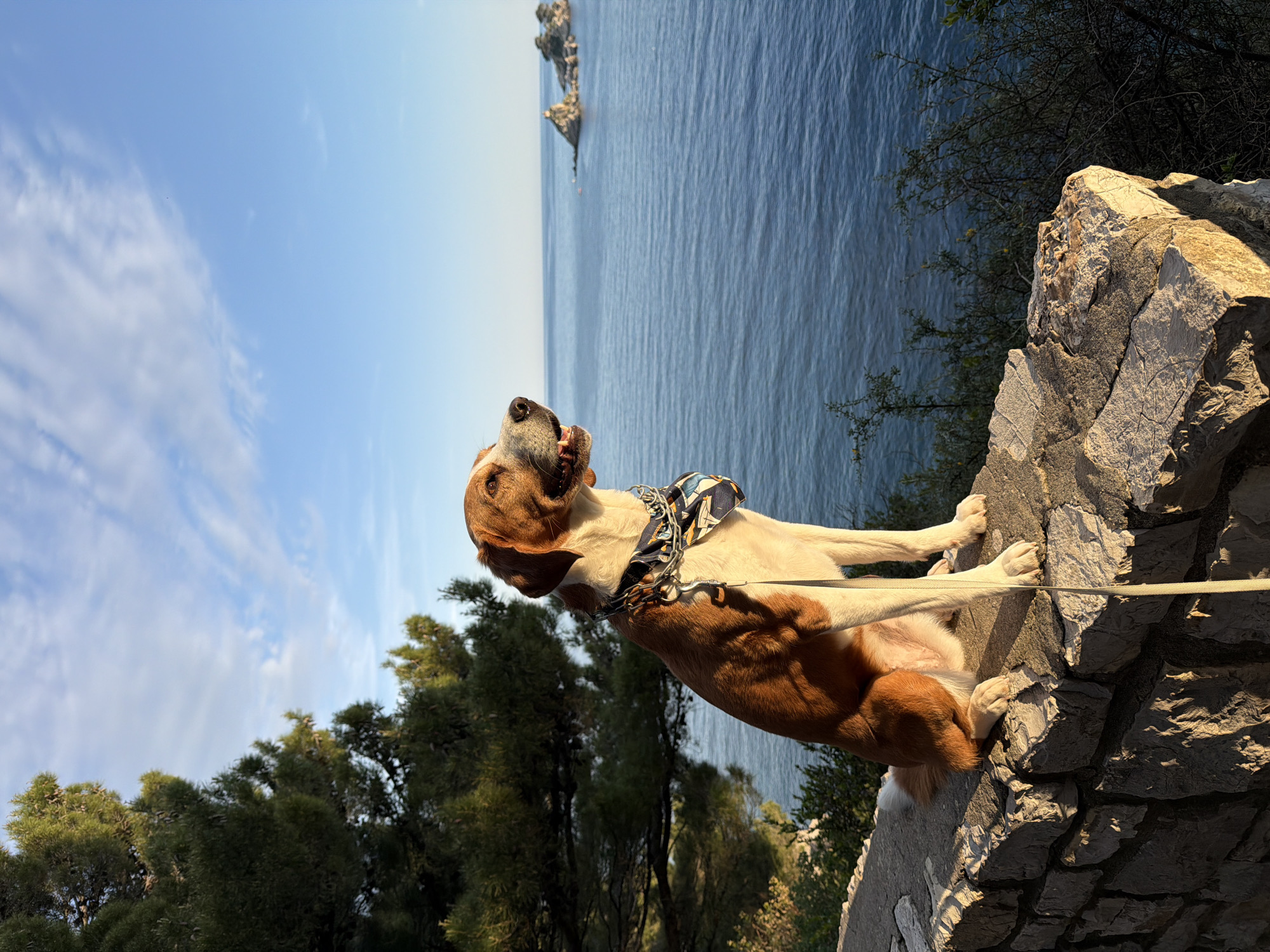 Dog walker spotted on coastal path in Petrovac, Montenegro