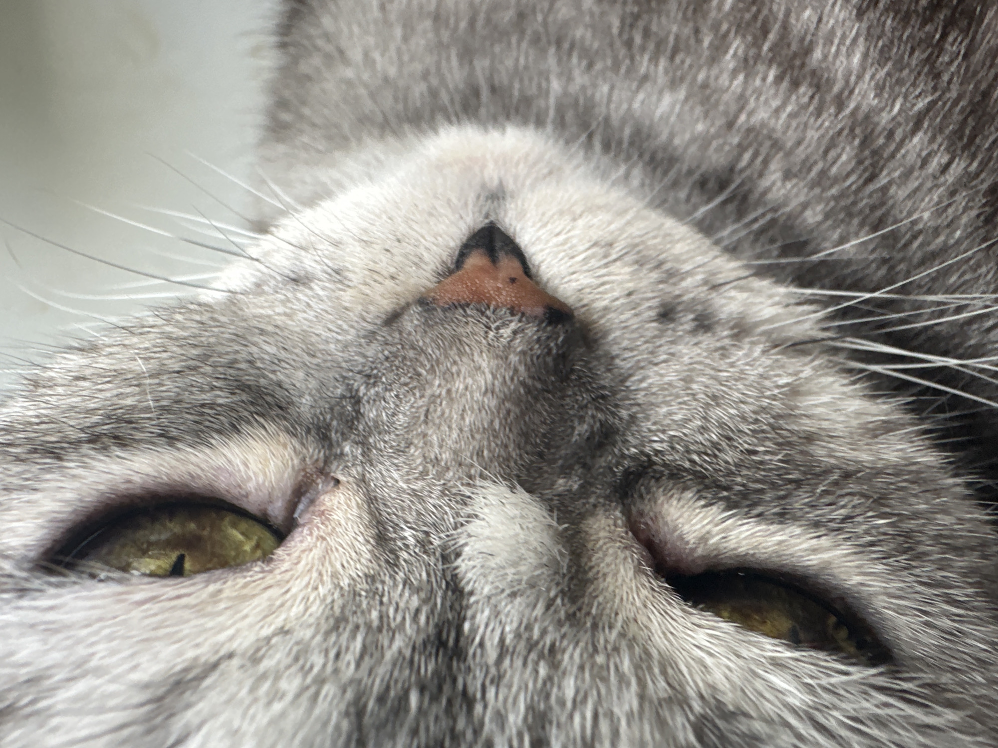 Lazy morning with a gray tabby cat in a Kazan apartment