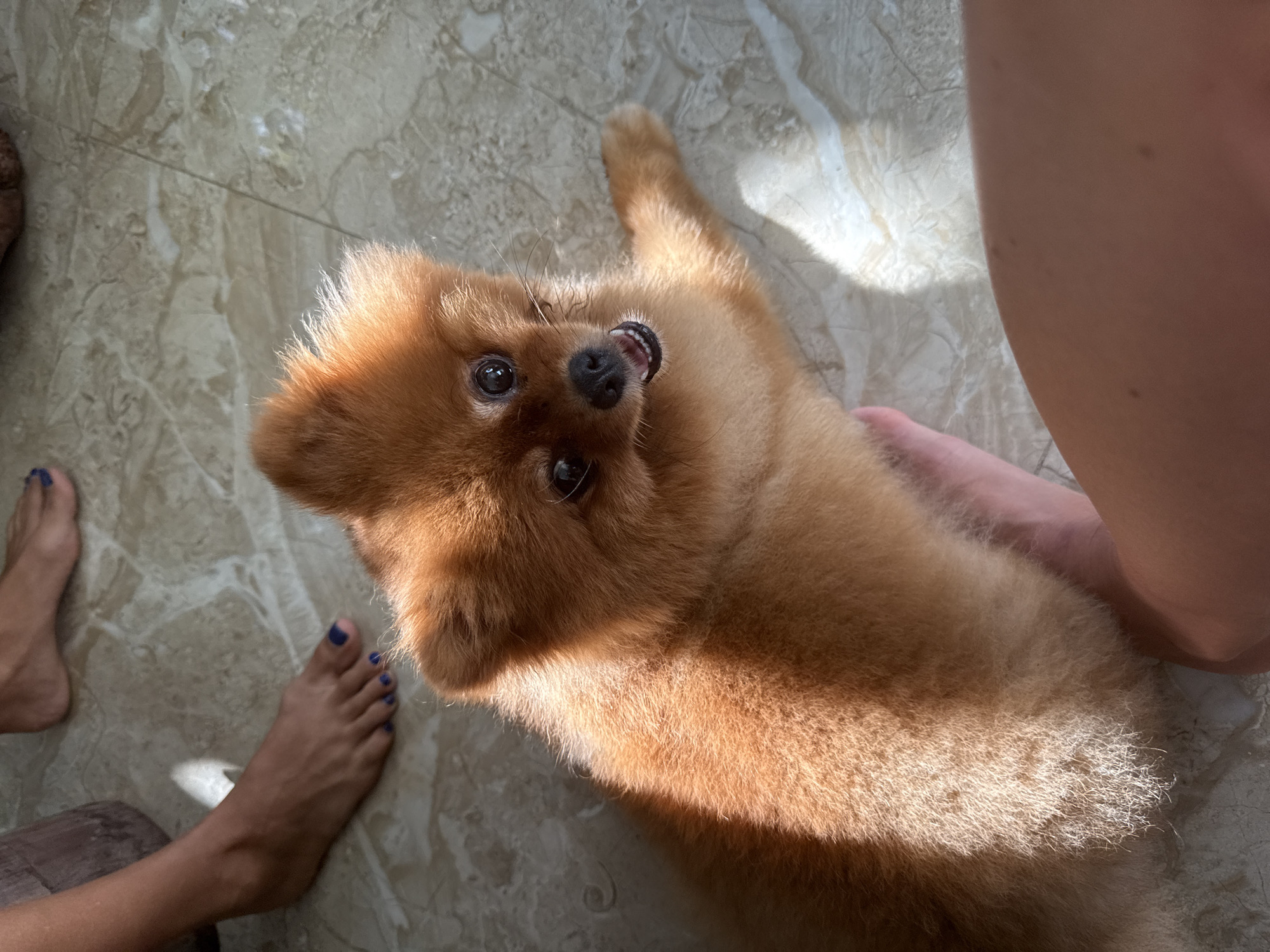 Hanging out with a Pomeranian in Nha Trang