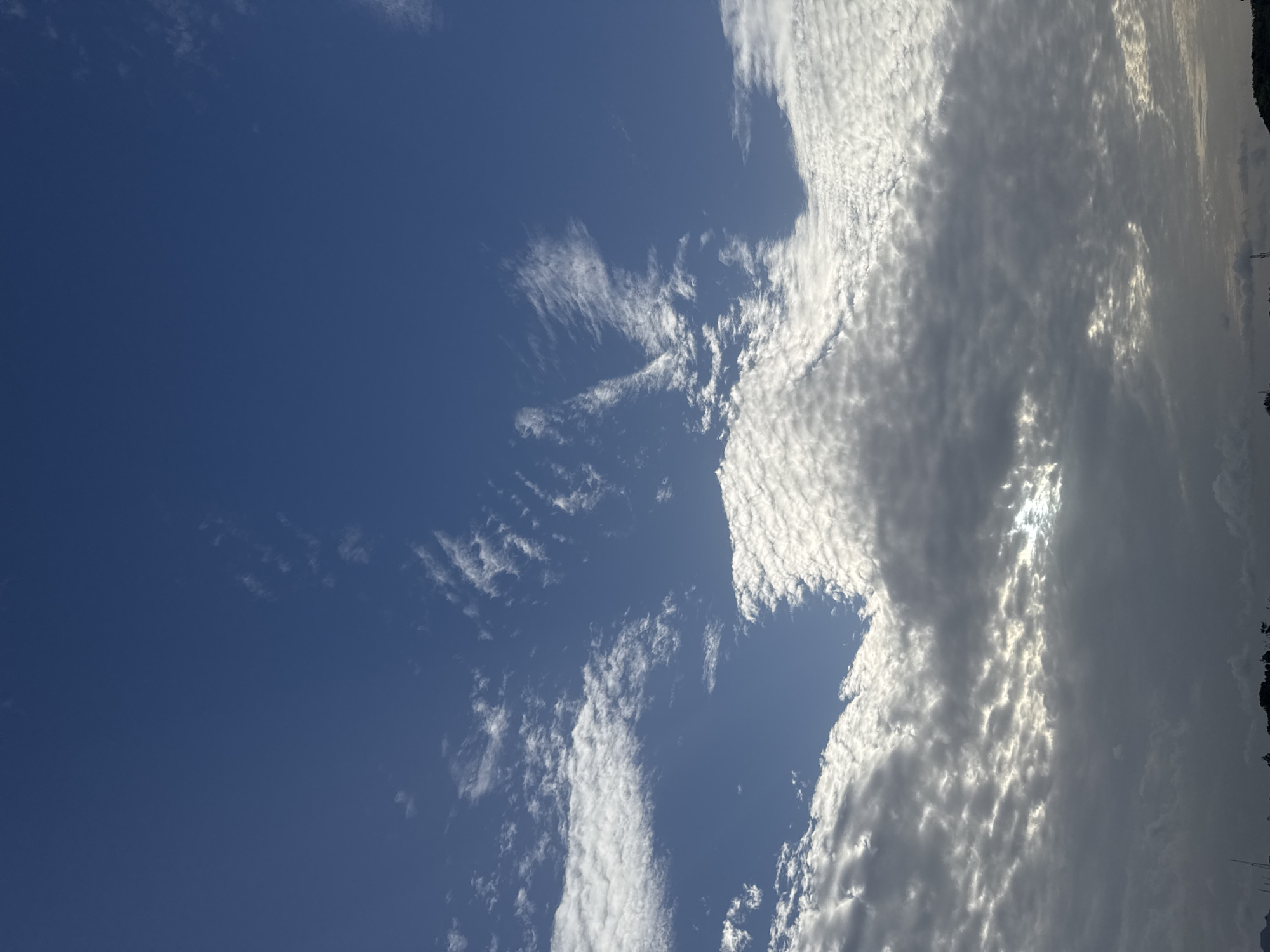Sky-gazing session captures clouds, a flower, and a bee