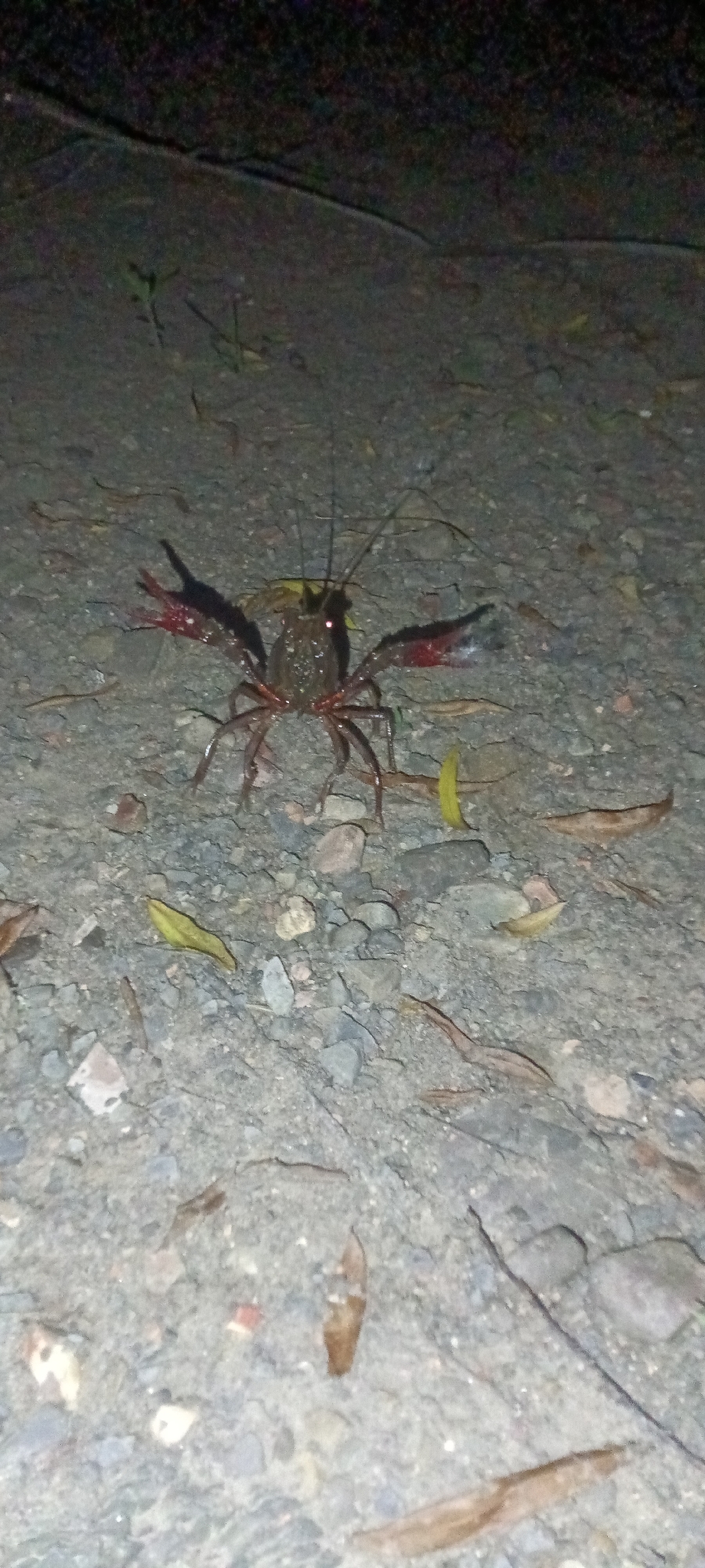 Crayfish spotted moving across gravel surface in Clarksville