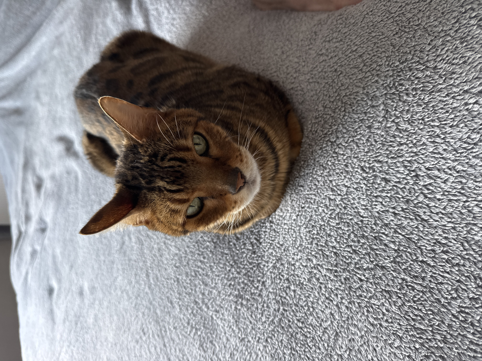 Tabby cat observed lounging on couch during Saturday morning