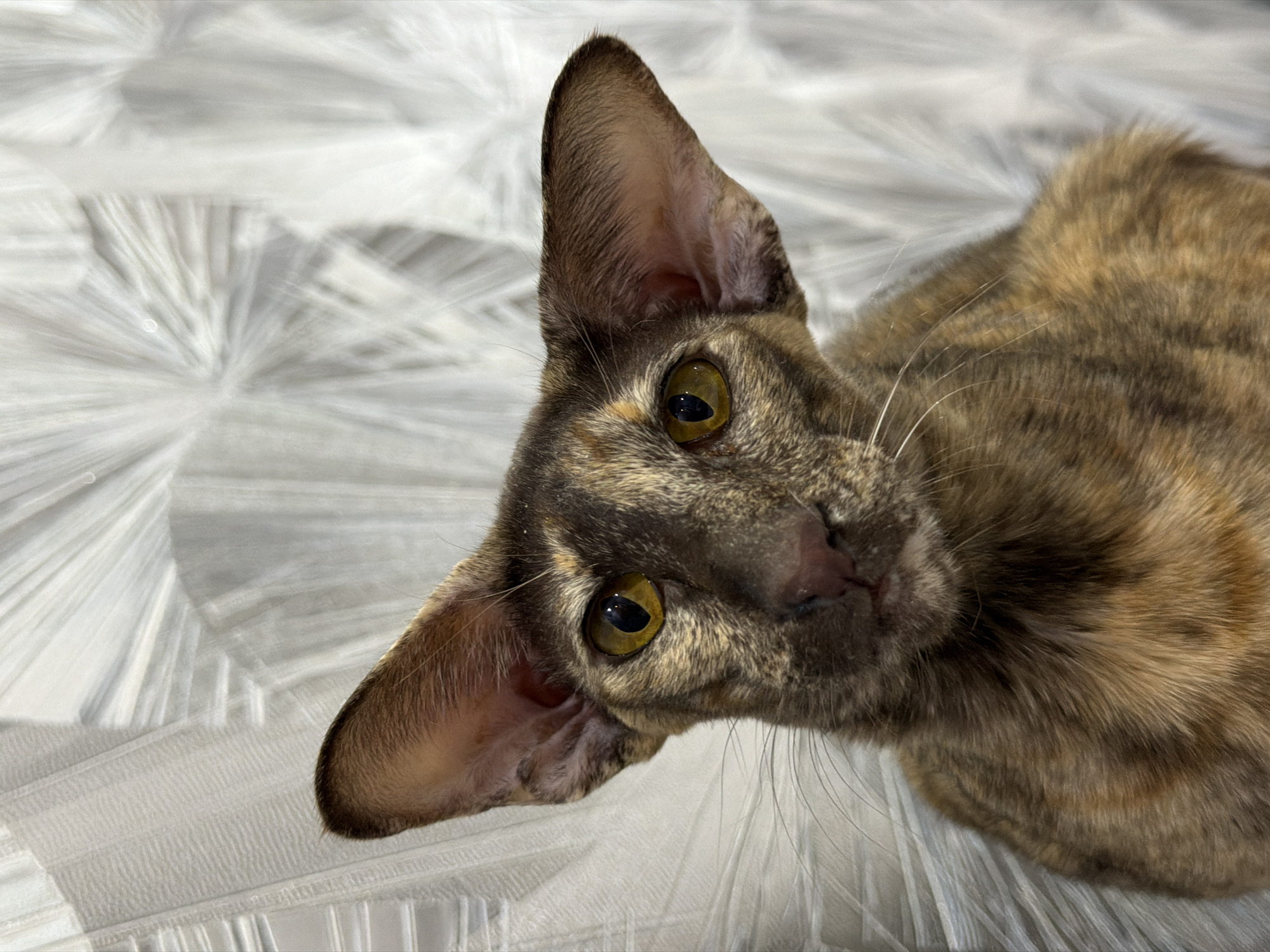 Cat photography session captured in Chaikovsky apartment