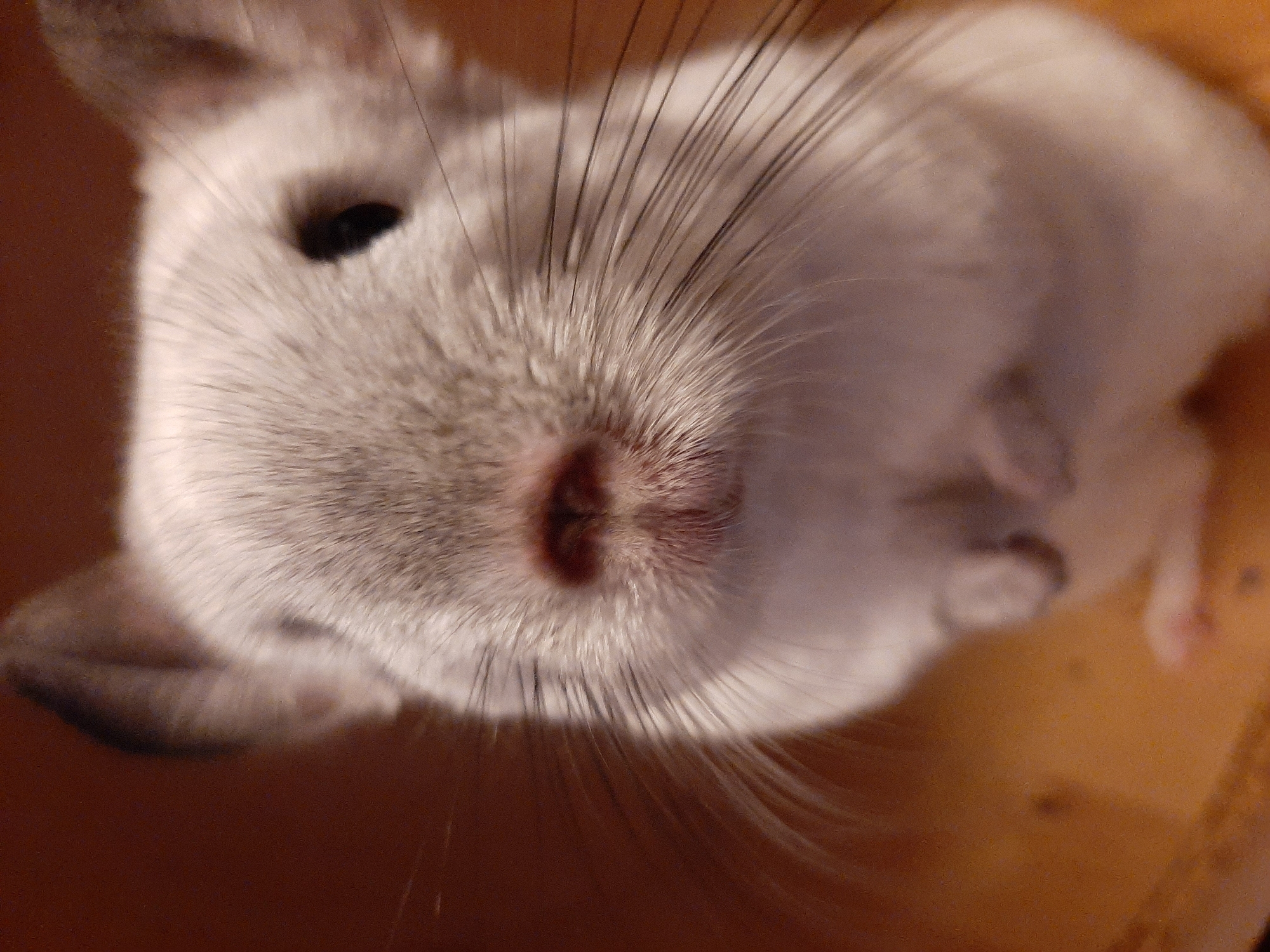White chinchilla living its life in a Kolpino cage