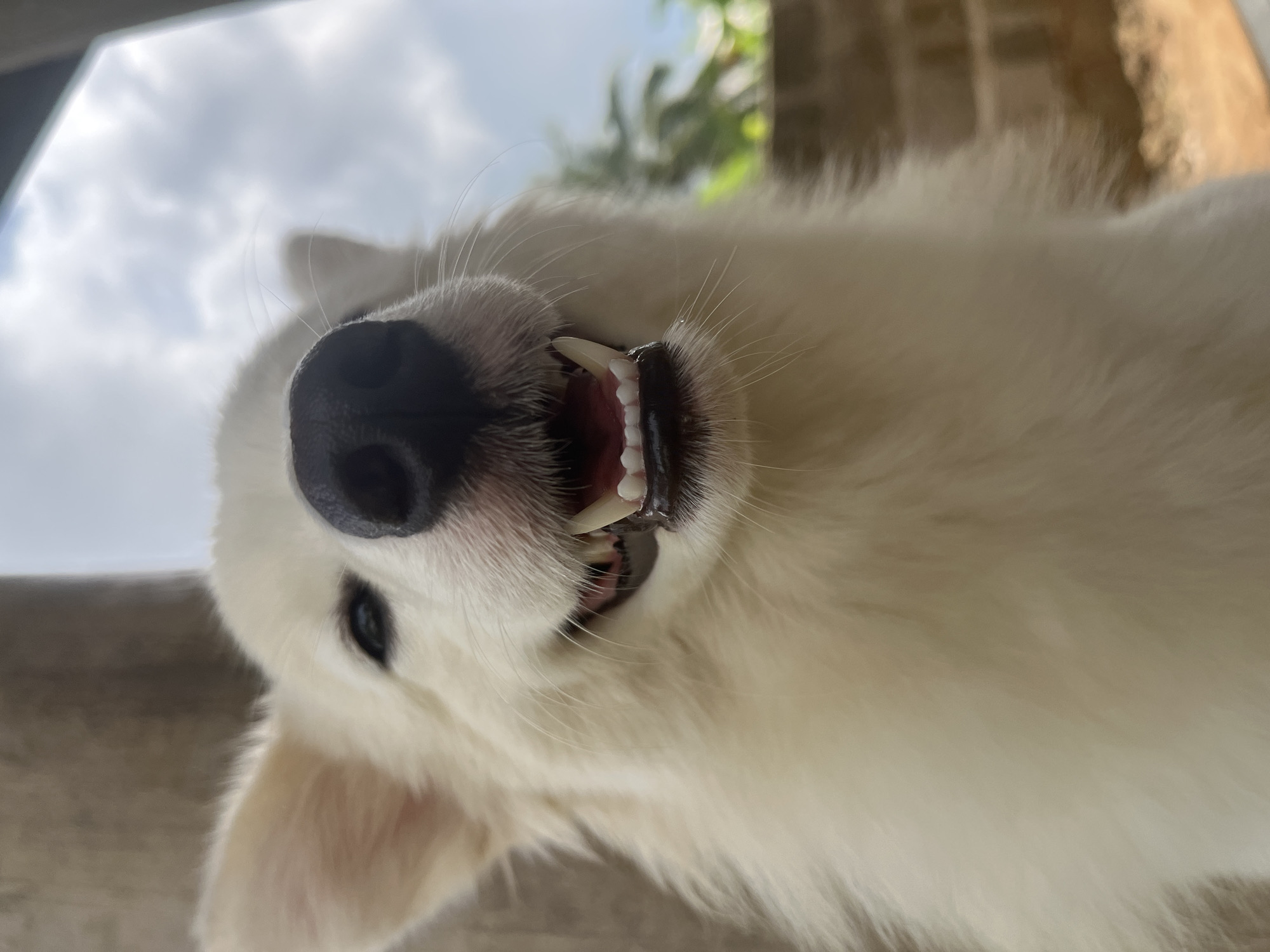 White dog photographed in playful poses in Ikot Ekpene