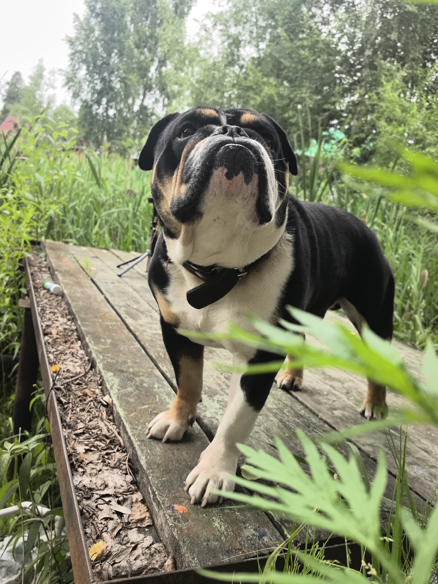 English Bulldog hangs out on a deck in Noviy, Russia