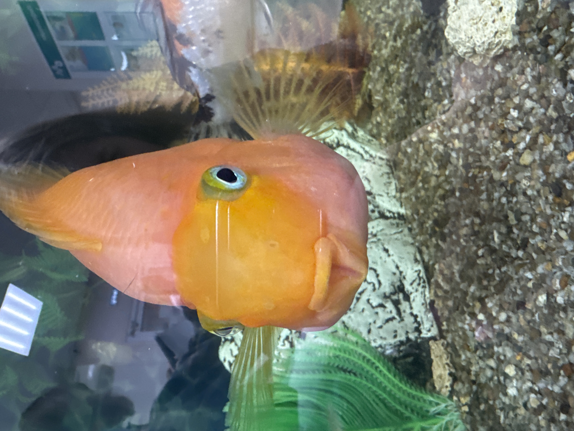 Aquarium fish display documented in Perm, Russia