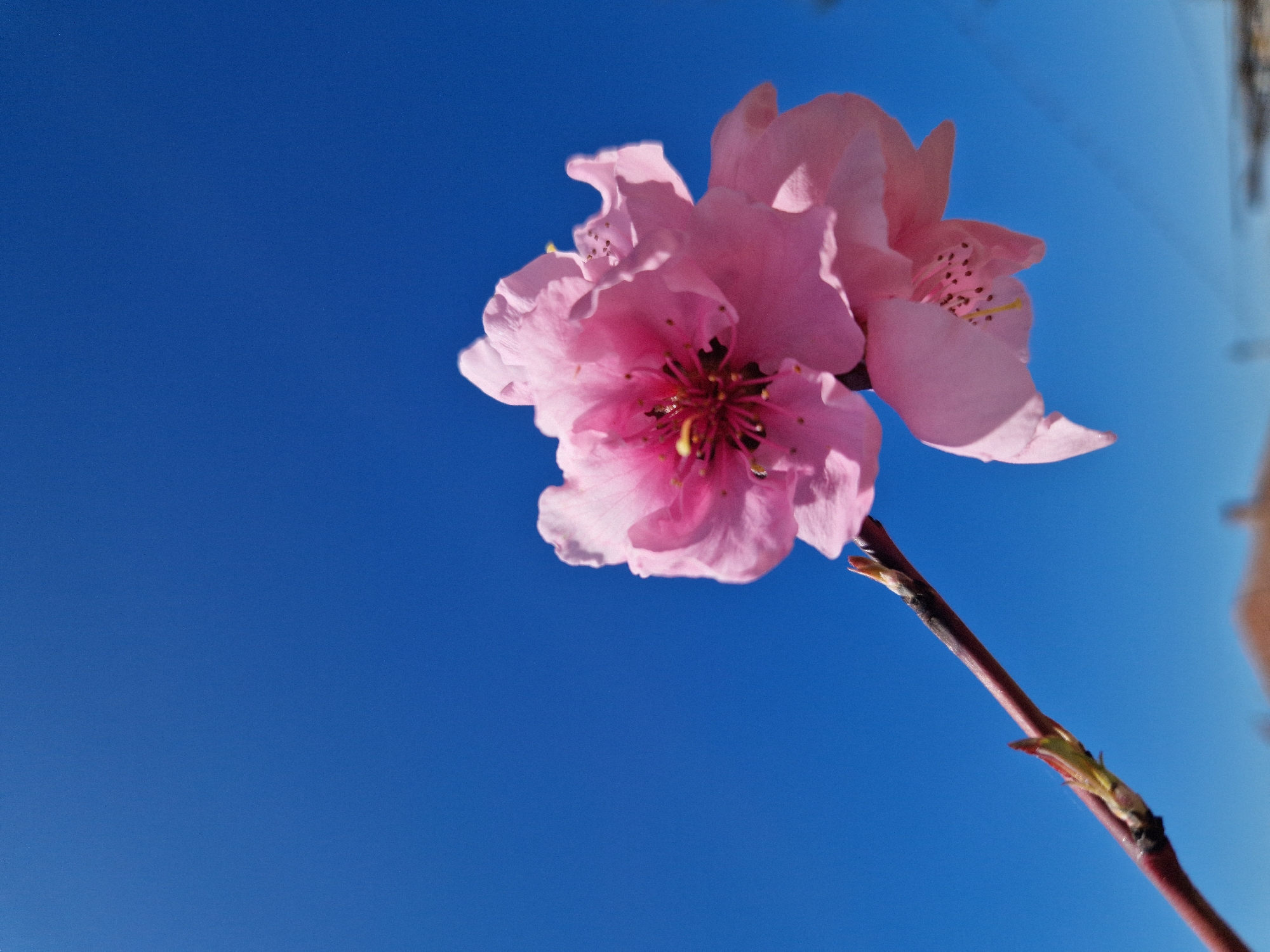 Spring bloom documented in Stryama, Bulgaria