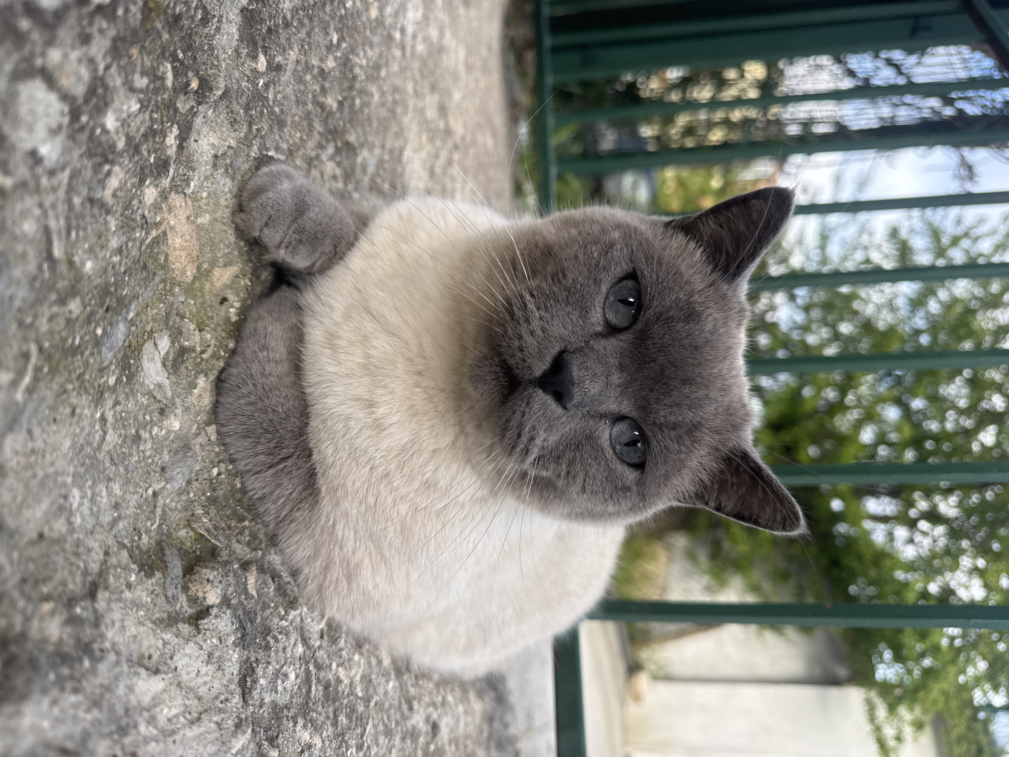 Cat spotted resting on stone surface in Varna