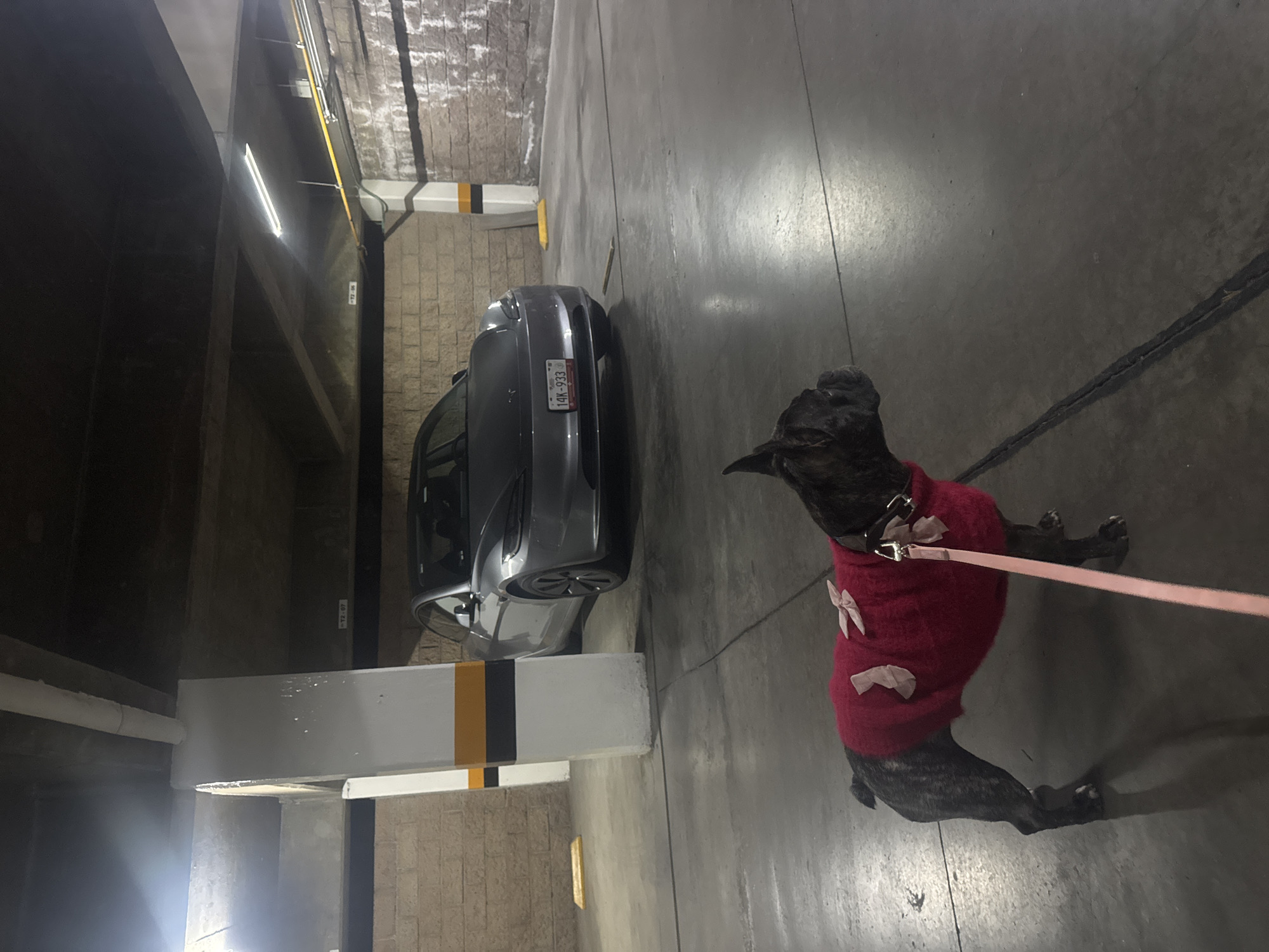 Dog in red sweater spotted near Tesla in Mexican parking garage