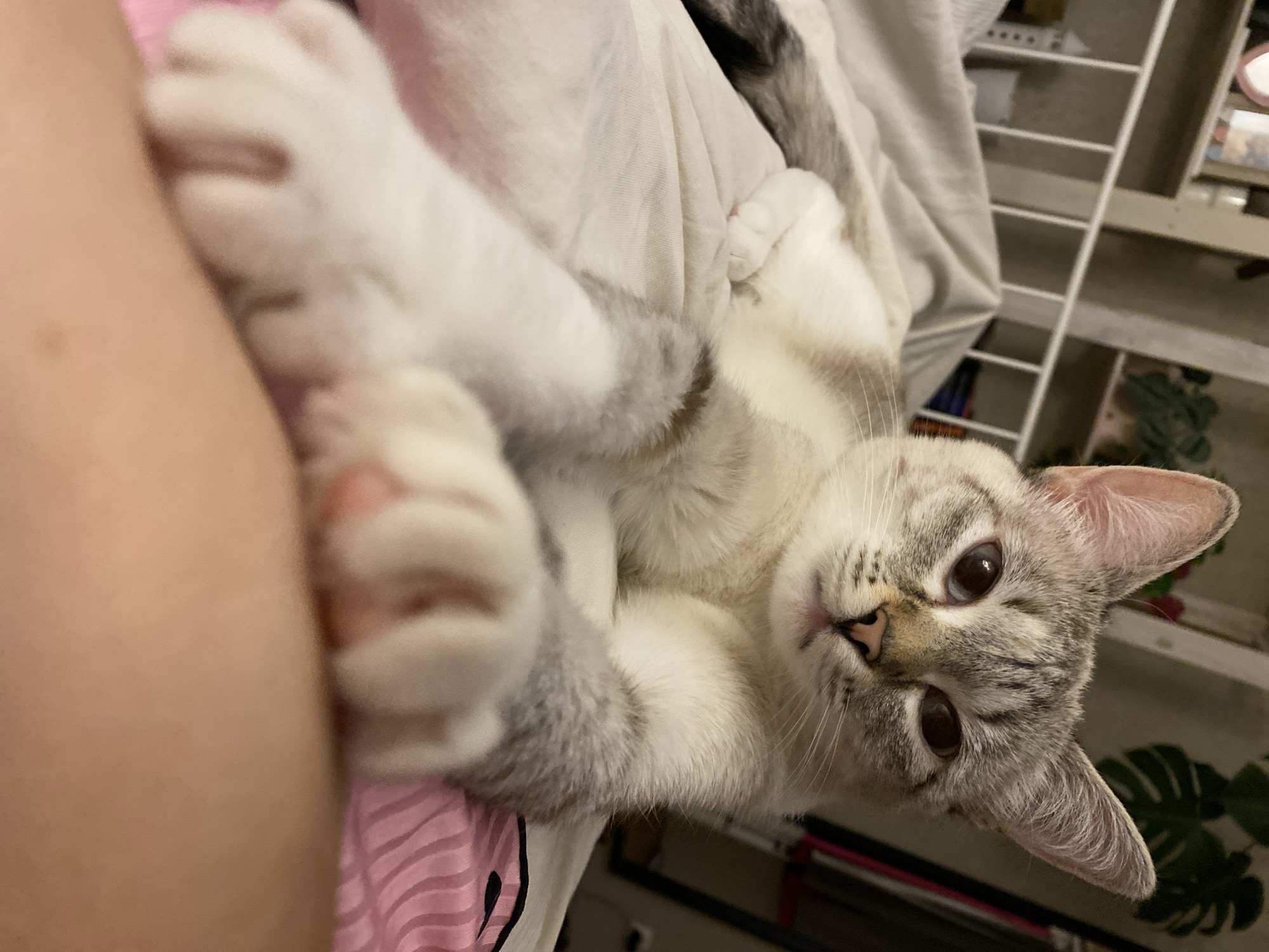 Tabby cat documented relaxing on pink bedding in Yekaterinburg