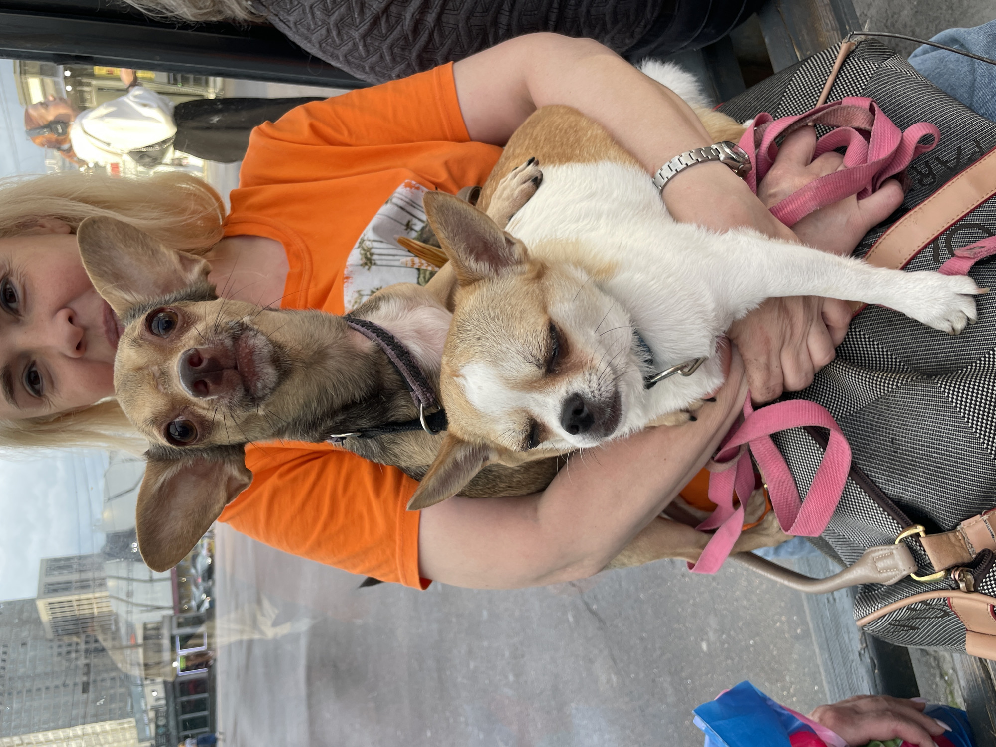 Street life in Saint Petersburg: dogs, a busker, a rainy afternoon