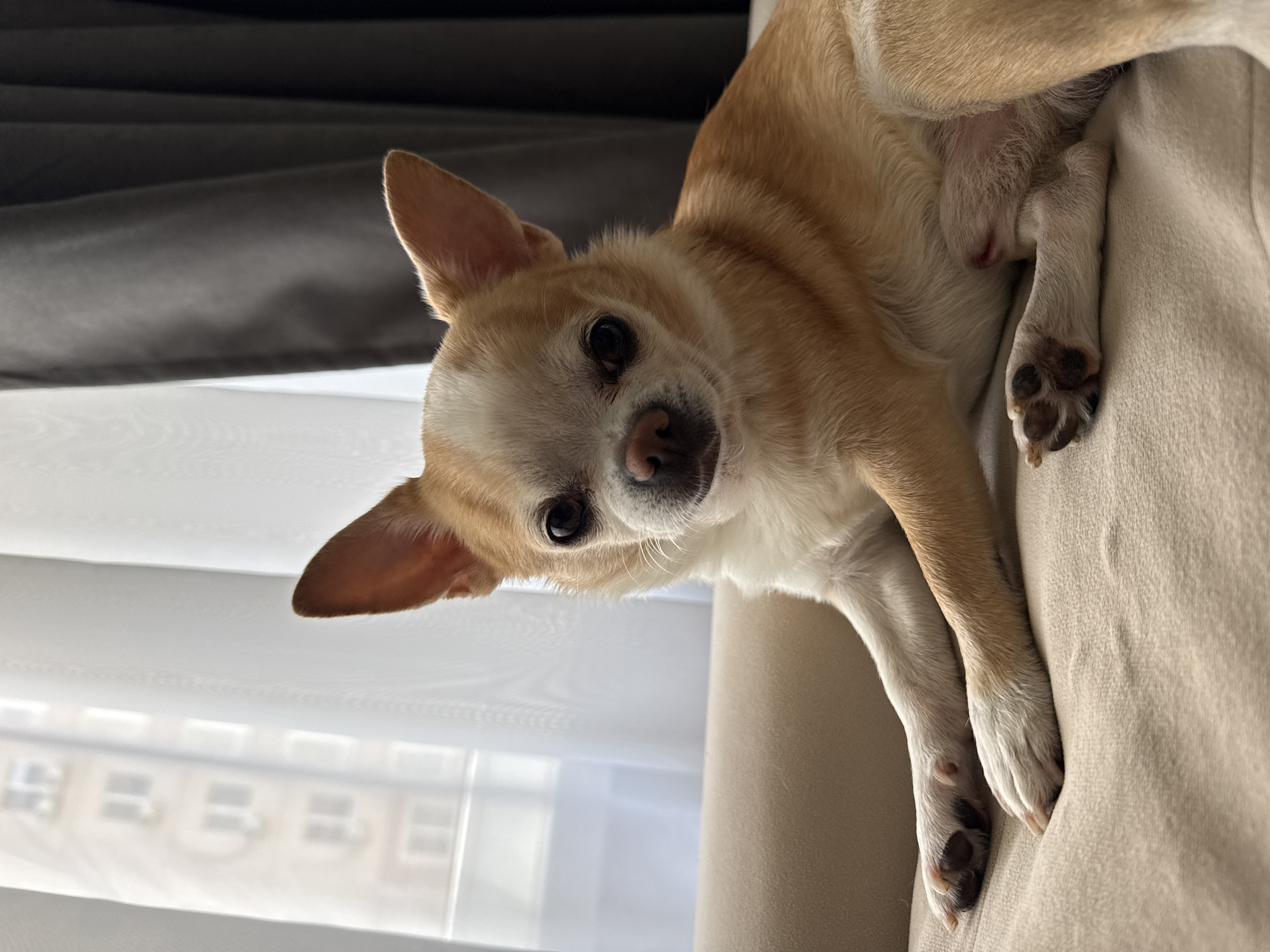 Chihuahua rests on furniture during quiet morning moments