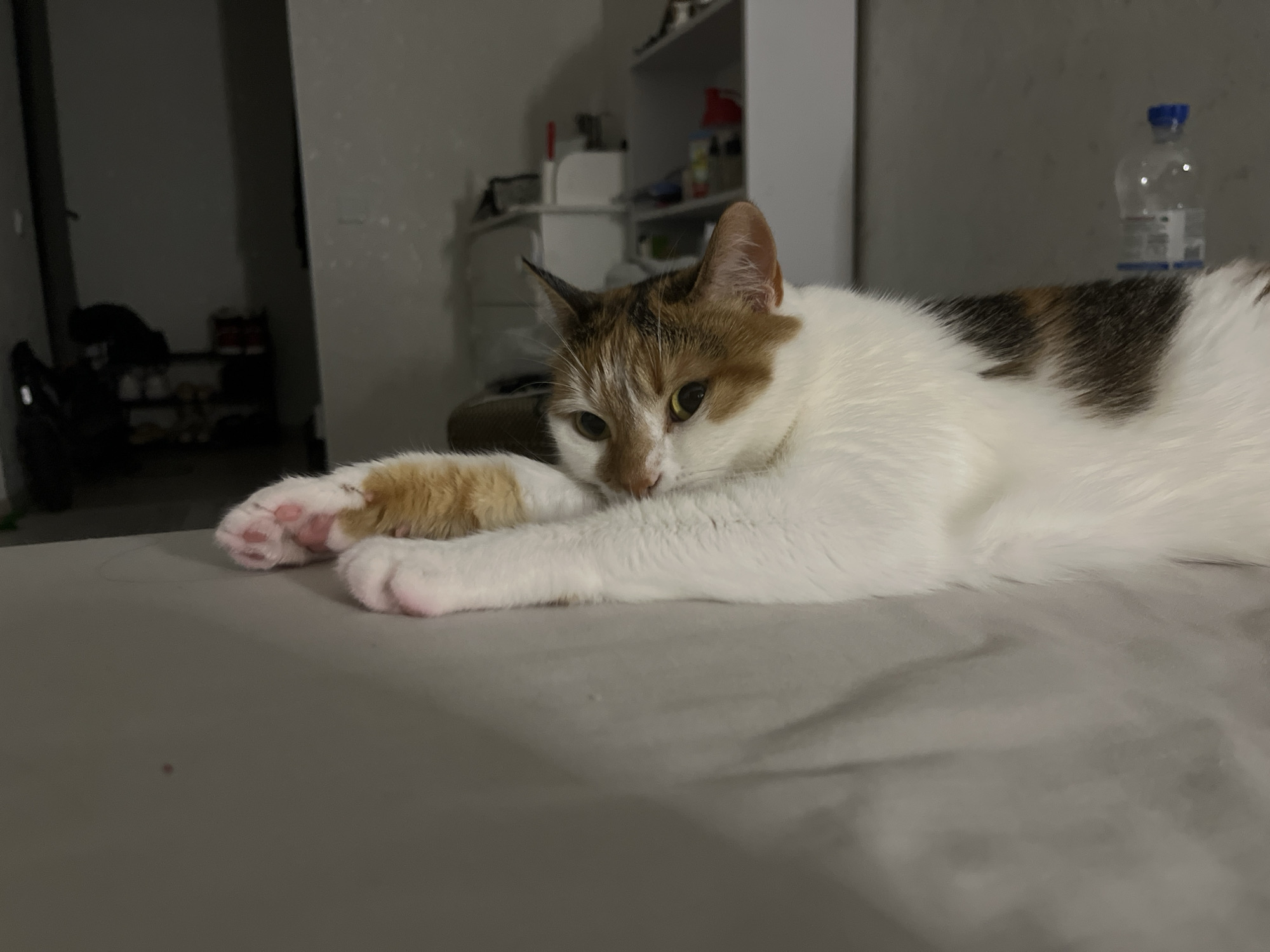 Kyiv apartment evening: a calico cat, a stovetop, a screen