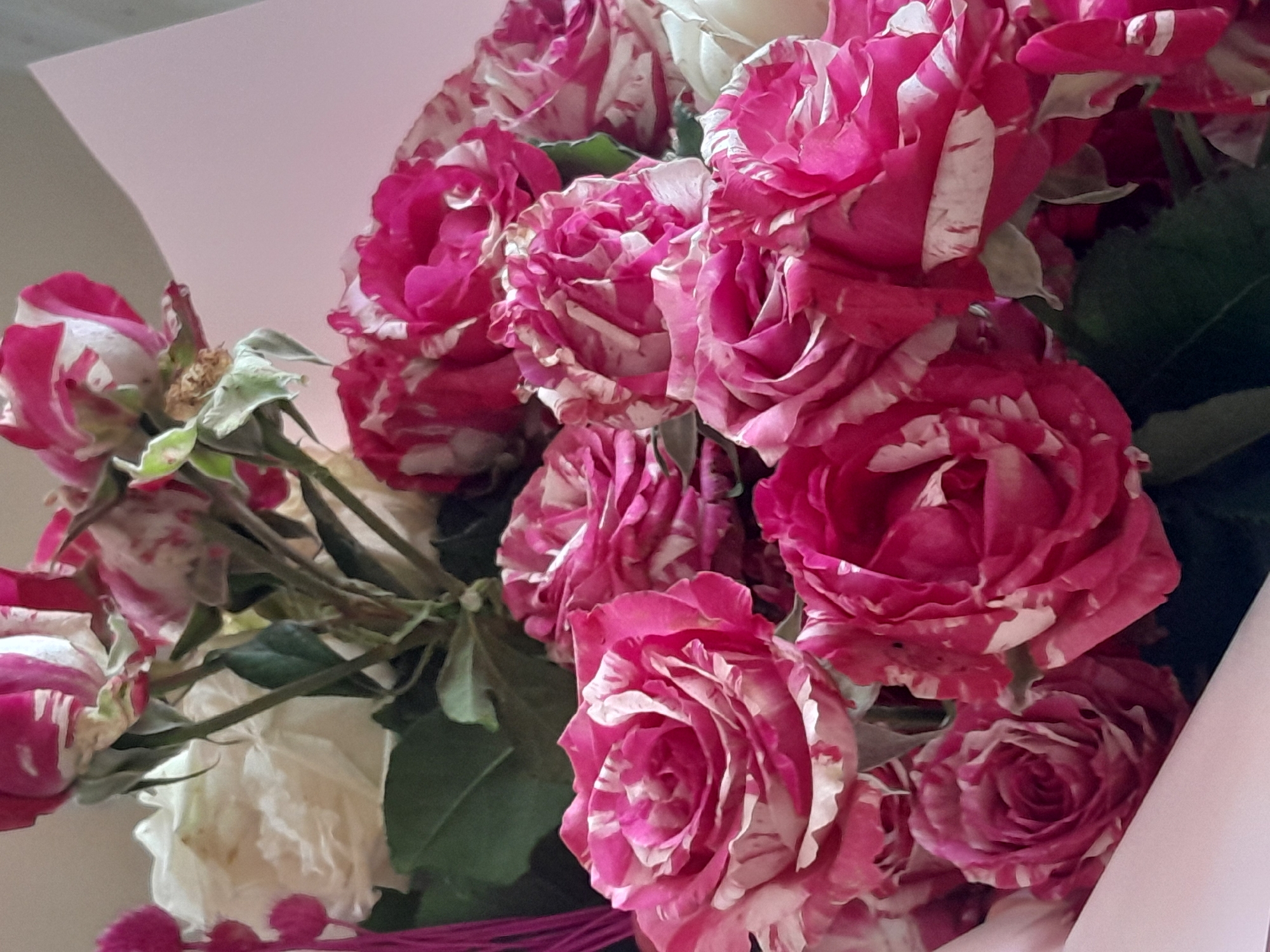 Pink and white striped roses captured in close-up bouquet